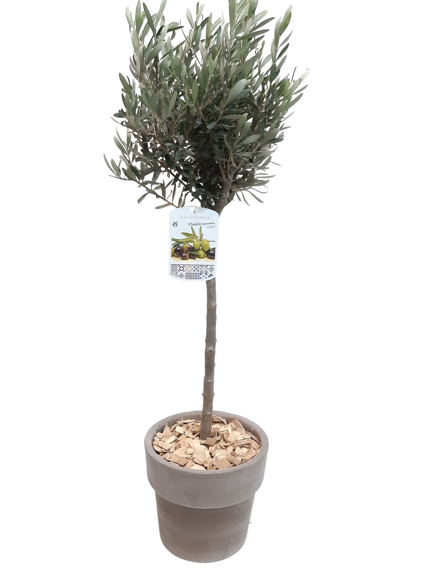 CK25OLE Terraspot grijs Olijf op Stam, D 25