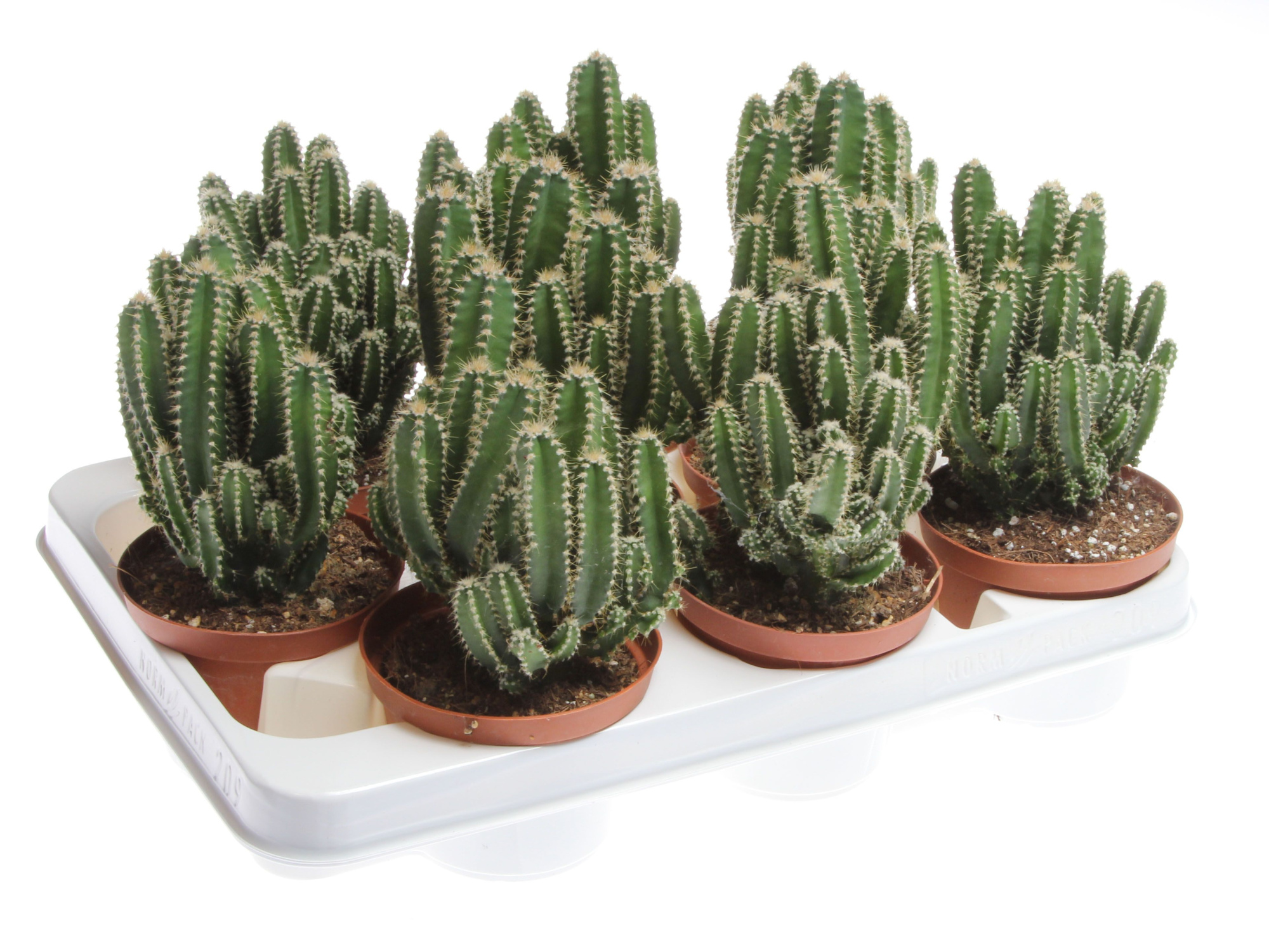 Cereus florida, D 10,5 cm