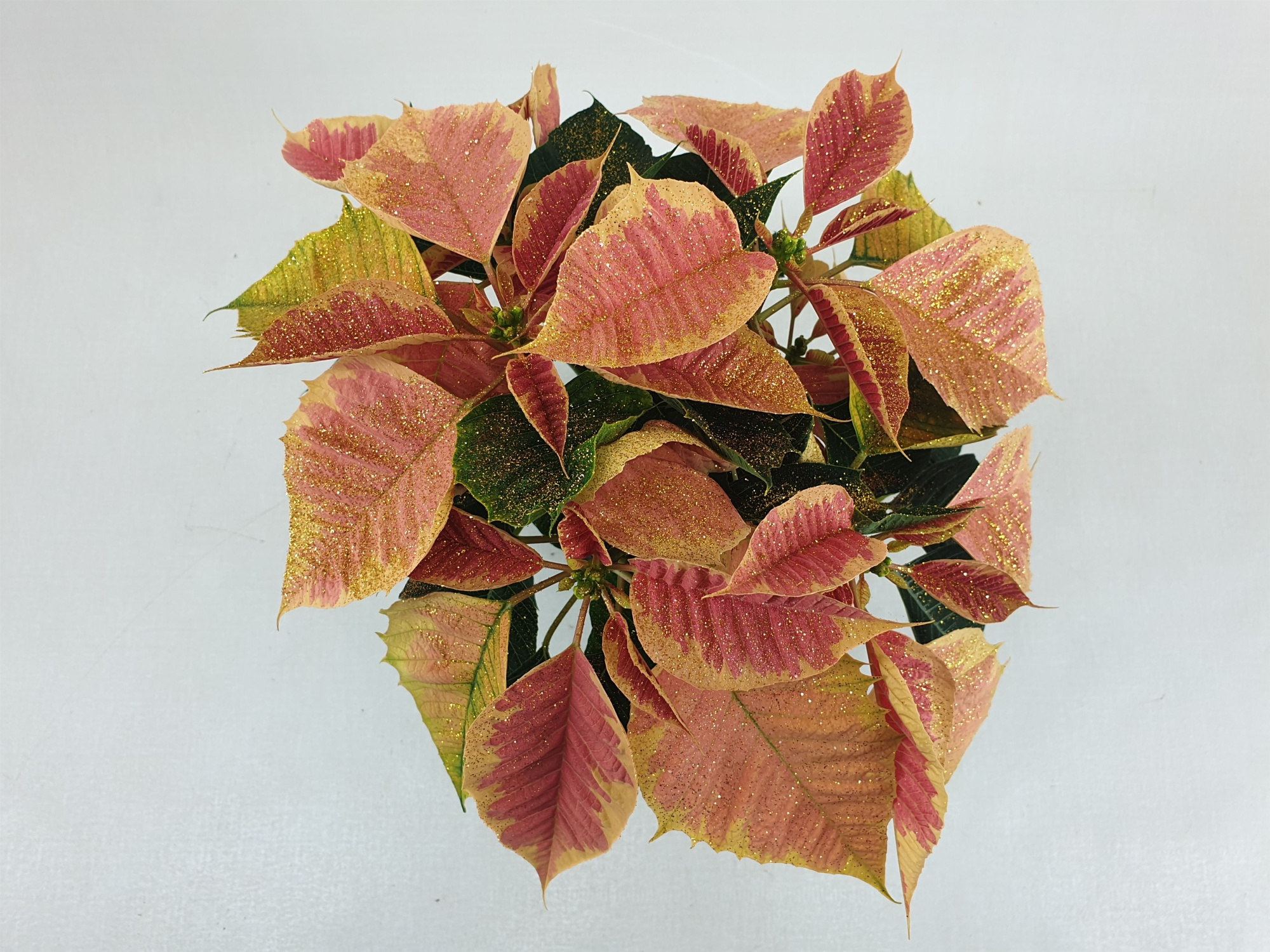 Poin Christmas Feelings Marble po 10,5 cm + goudglitter (Euphorbia), D 10,5 cm