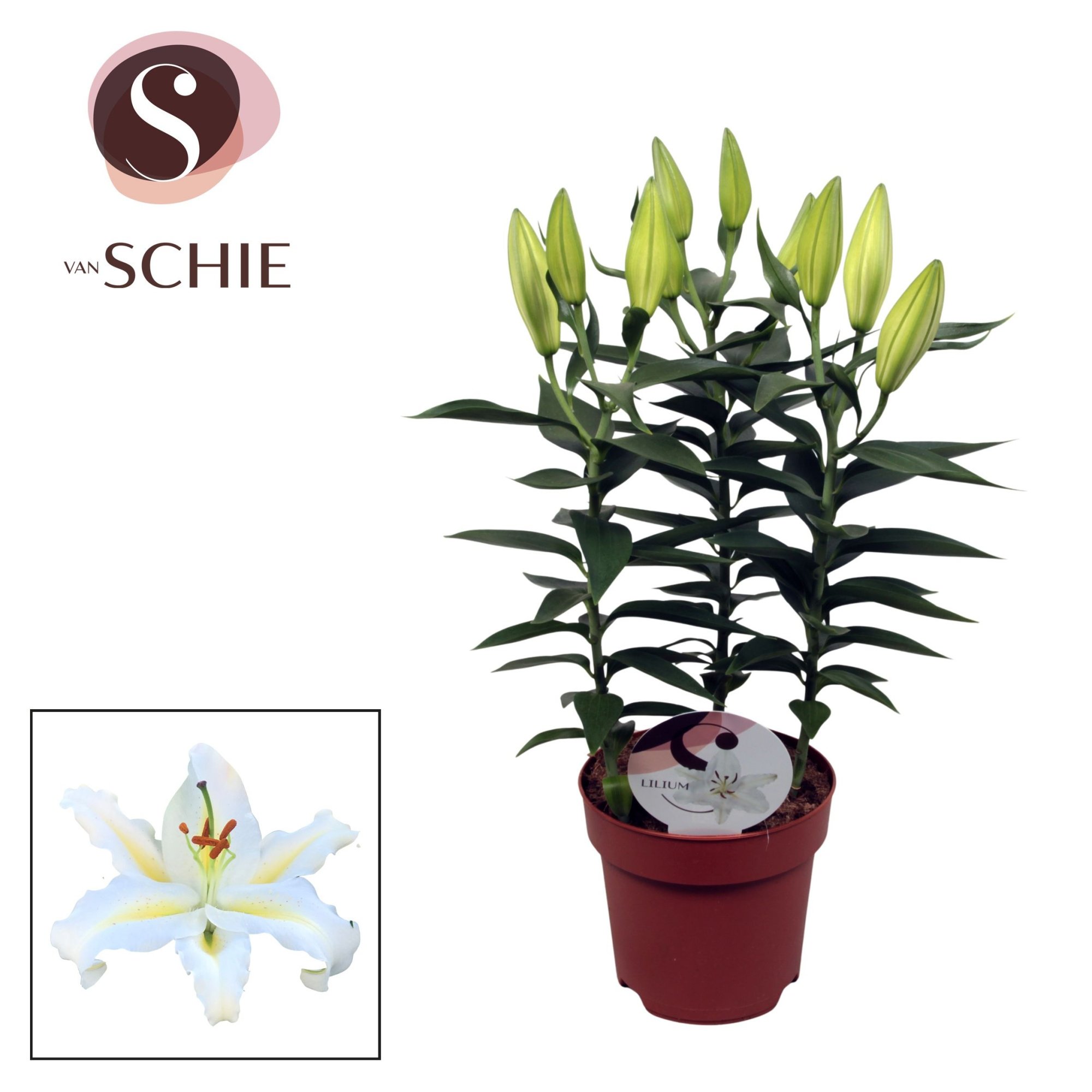 Lilium Or Starlight White 17cm, D 17 cm