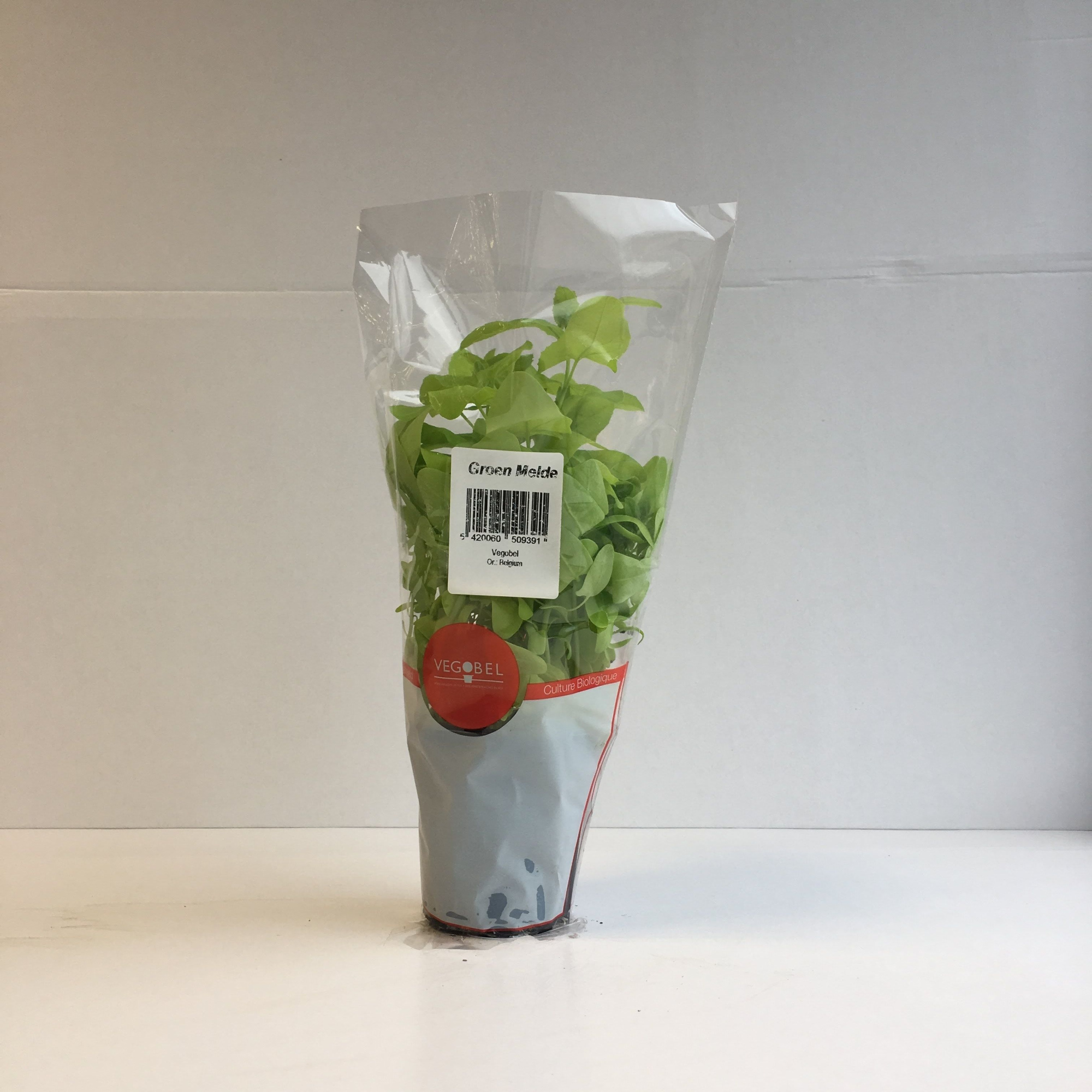 Melde Groen P9, D 9 cm