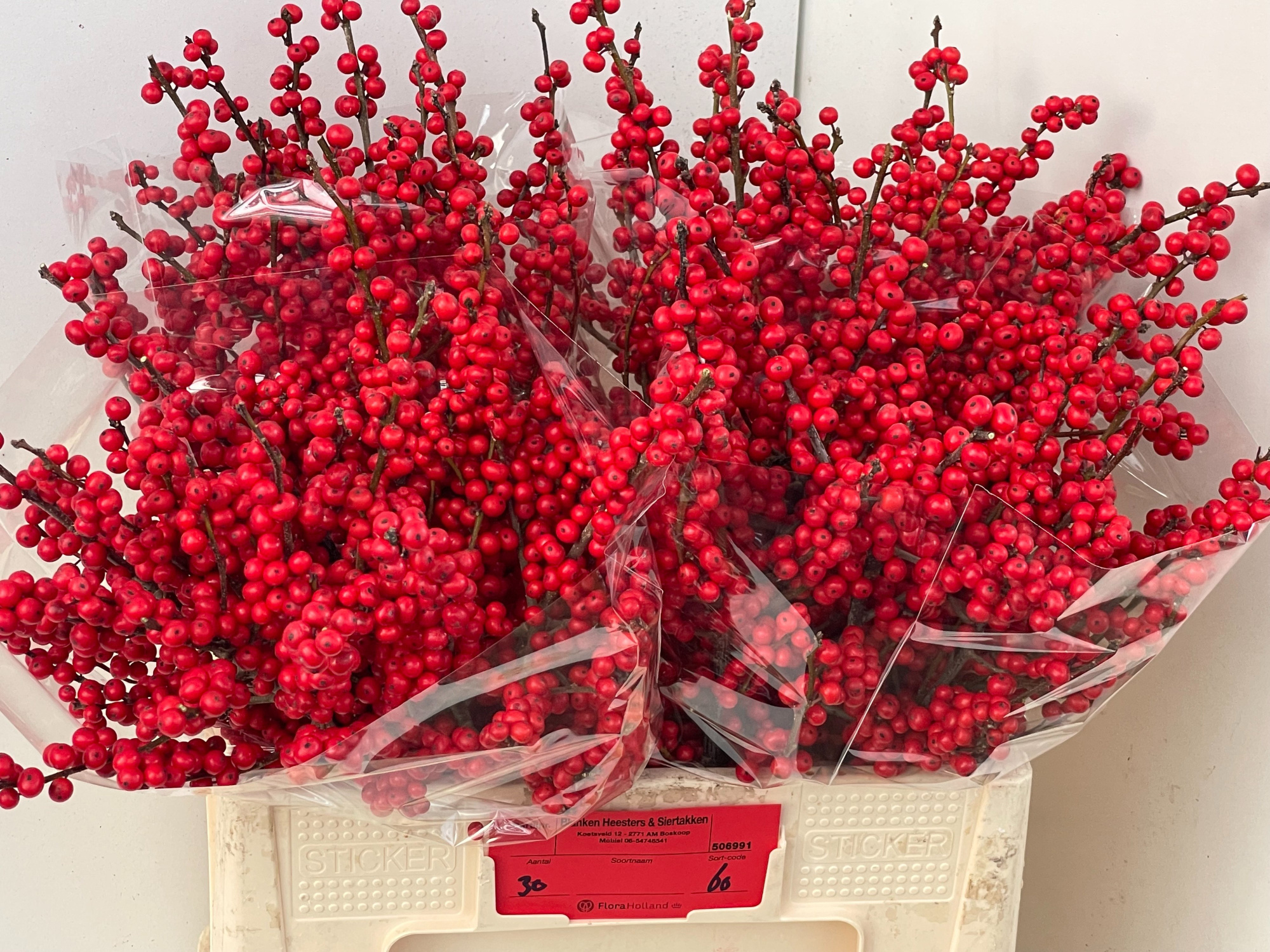 Илекс Красные ягоды 60, шт.