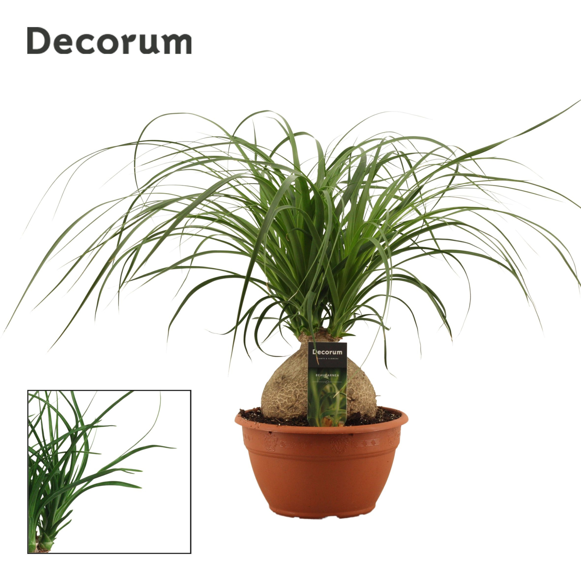 Beaucarnea bol 20 cm (Decorum), D 20 cm