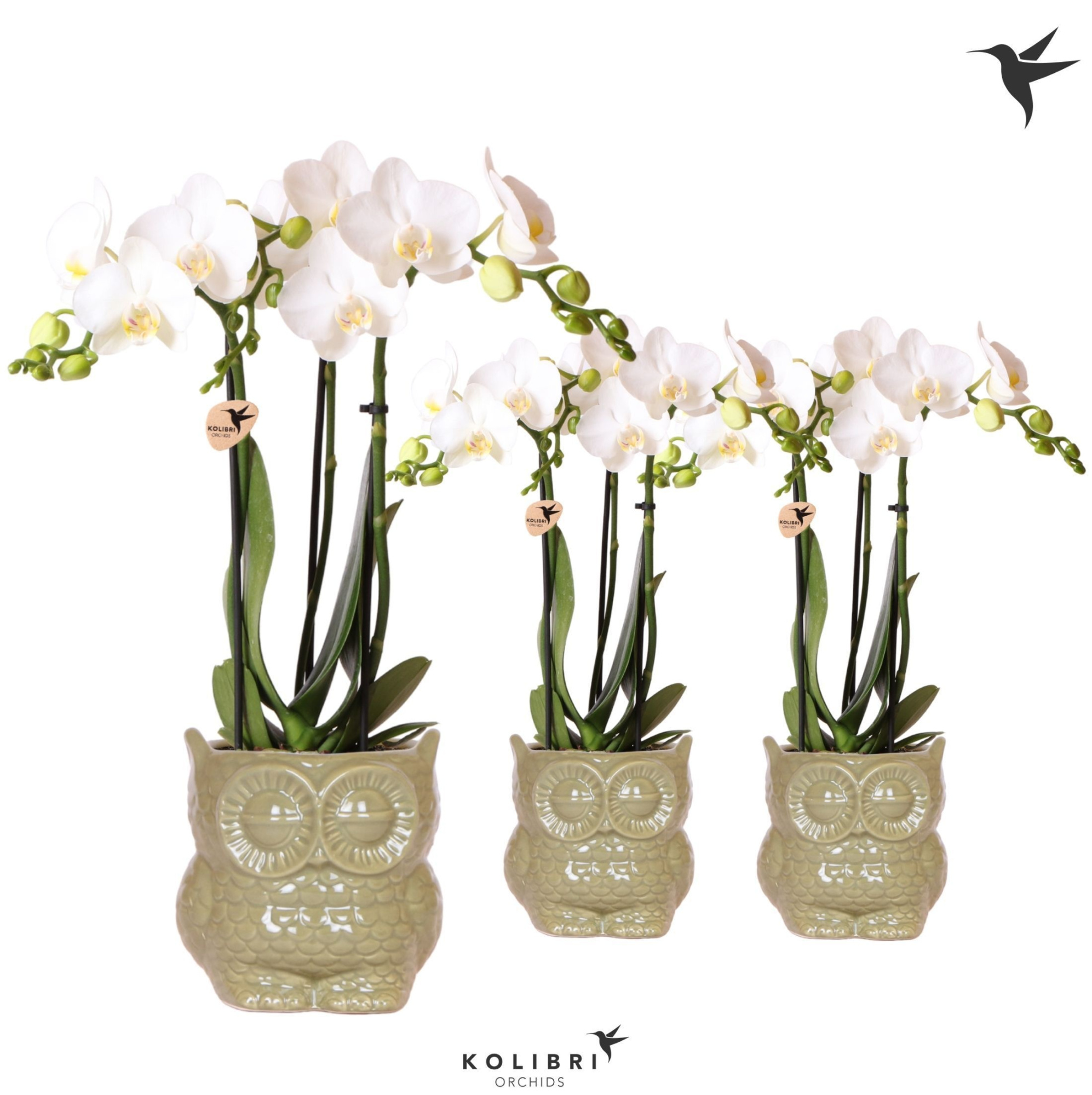 Kolibri Orchids Phalaenopsis white 3 spike in Owl pot green, D 9