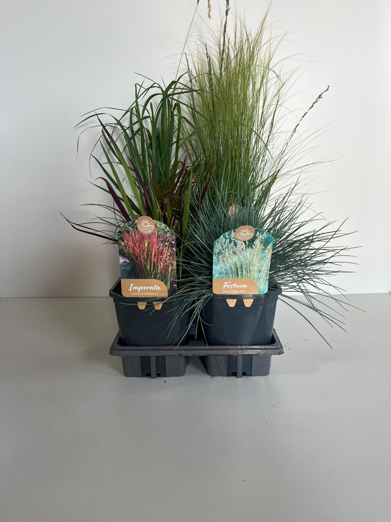 Siergrassen mix 17CM, D 17 cm