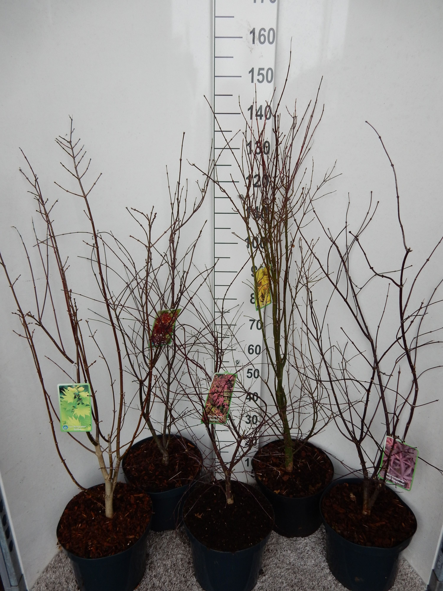 Acer palmatum in cultivars 80-90 P28, D 28 cm