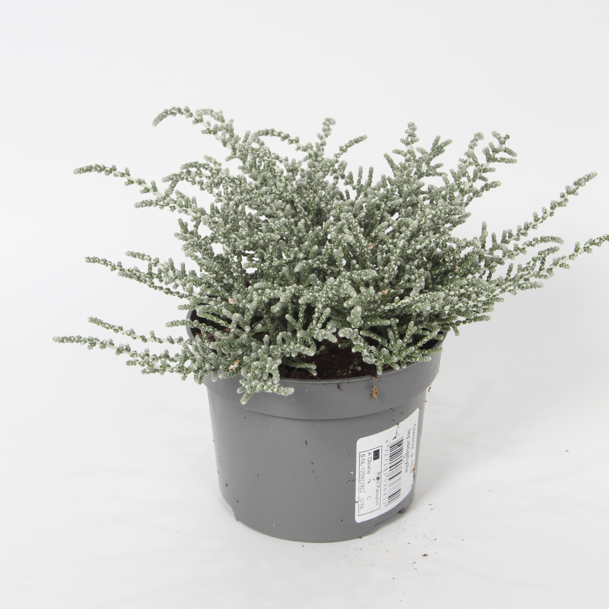 Olearia lepidophyllum p 10,5, D 10,5 cm