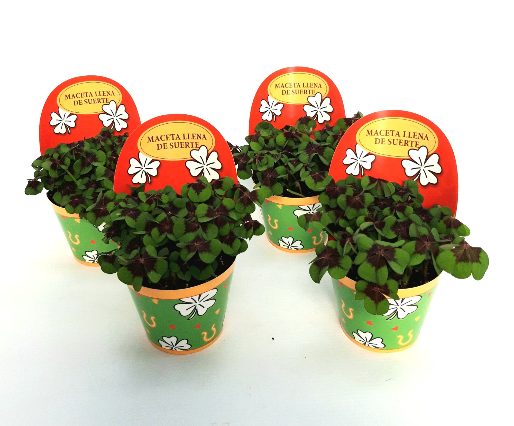 Gelukpotje Spaans, D 9