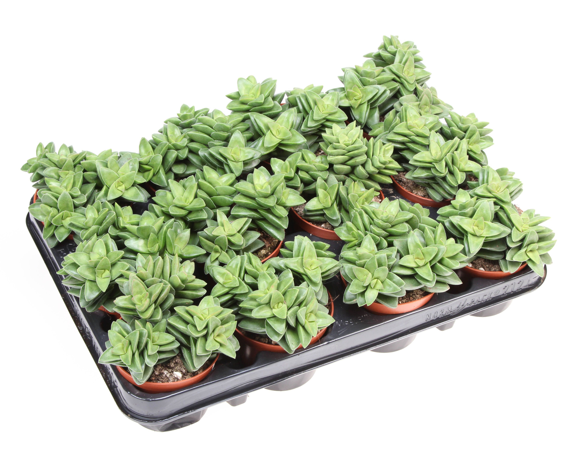 Crassula springtime, D 8,5 cm