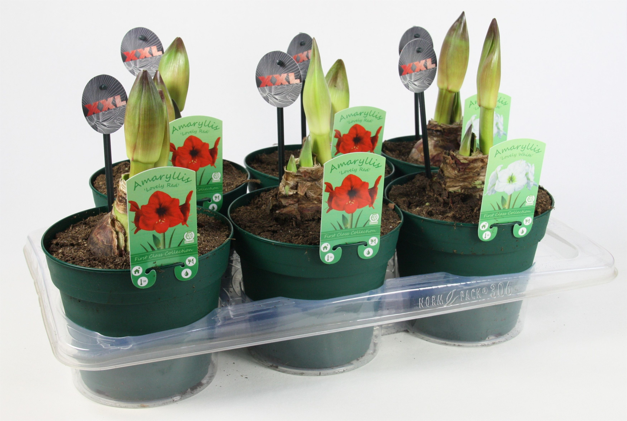 Amaryllis 17 cm pot 2 steel Mixed 4srt, D 17 cm