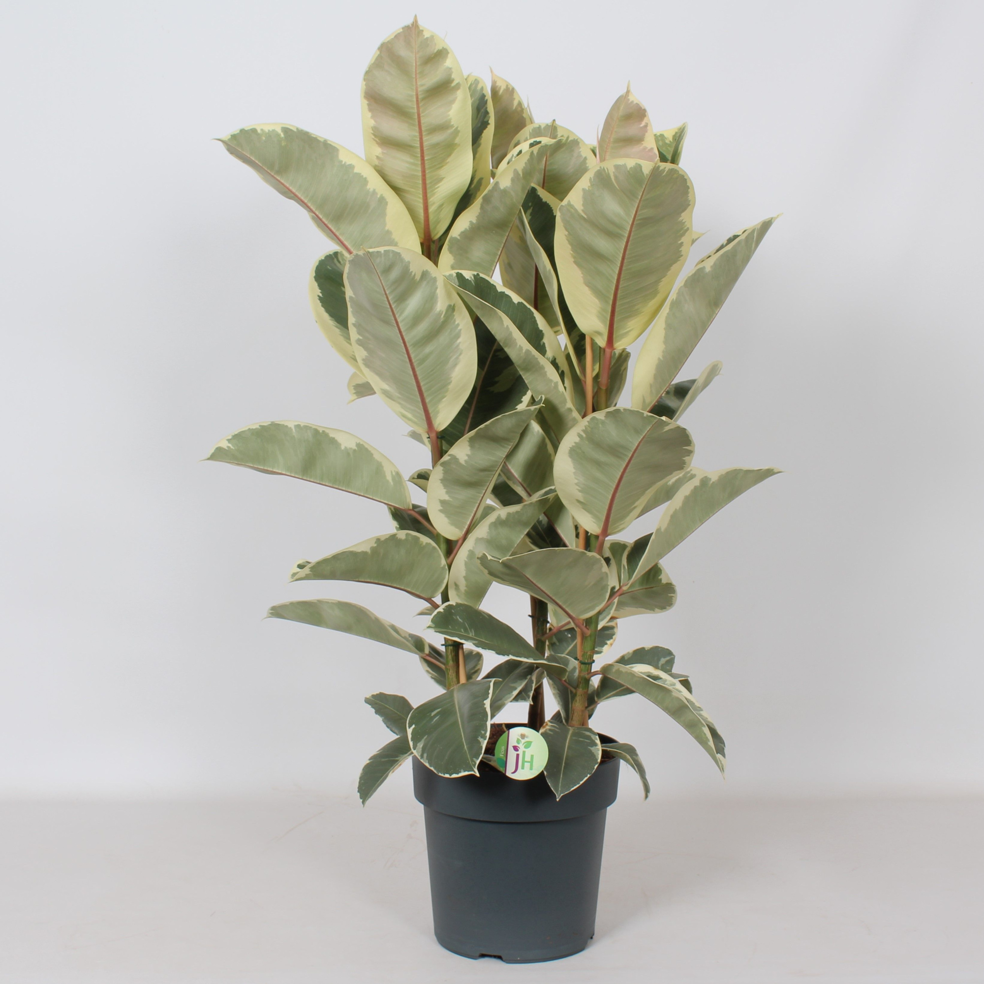 Ficus 'Tineke', D 27 cm