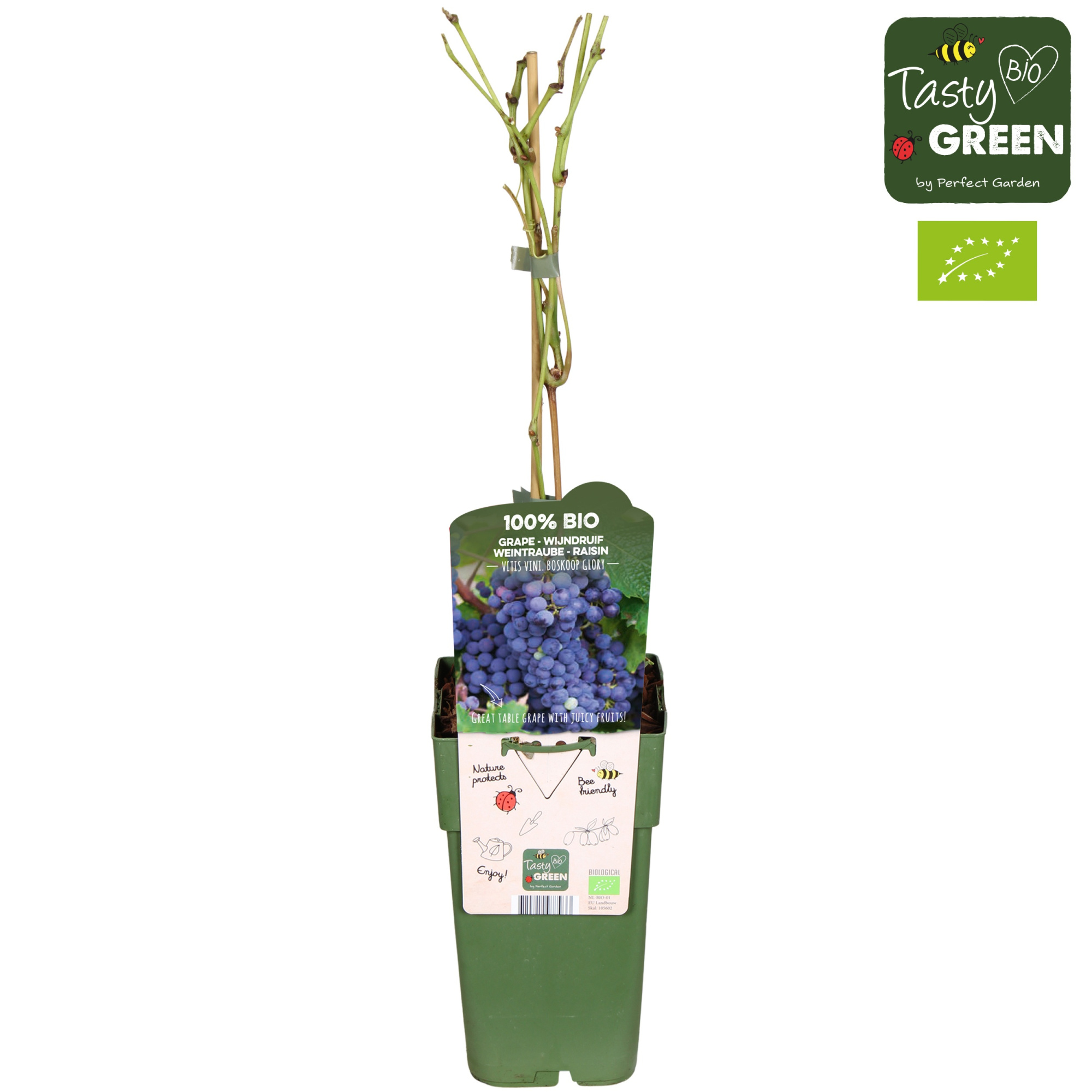 Vitis vinifera 'Boskoop Glory' Bio P15, D 15 cm