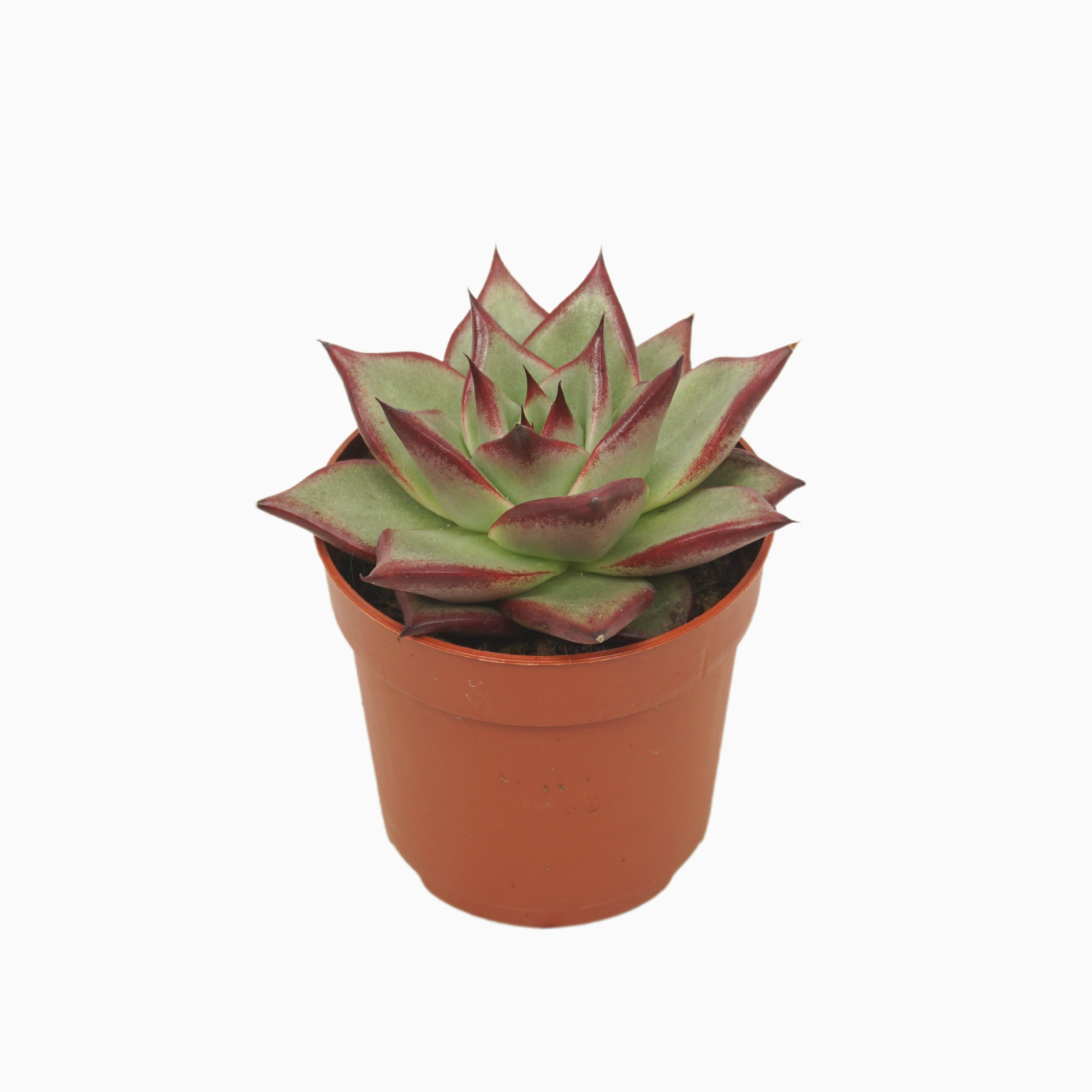 Echeveria electra 7 cm, D 7 cm