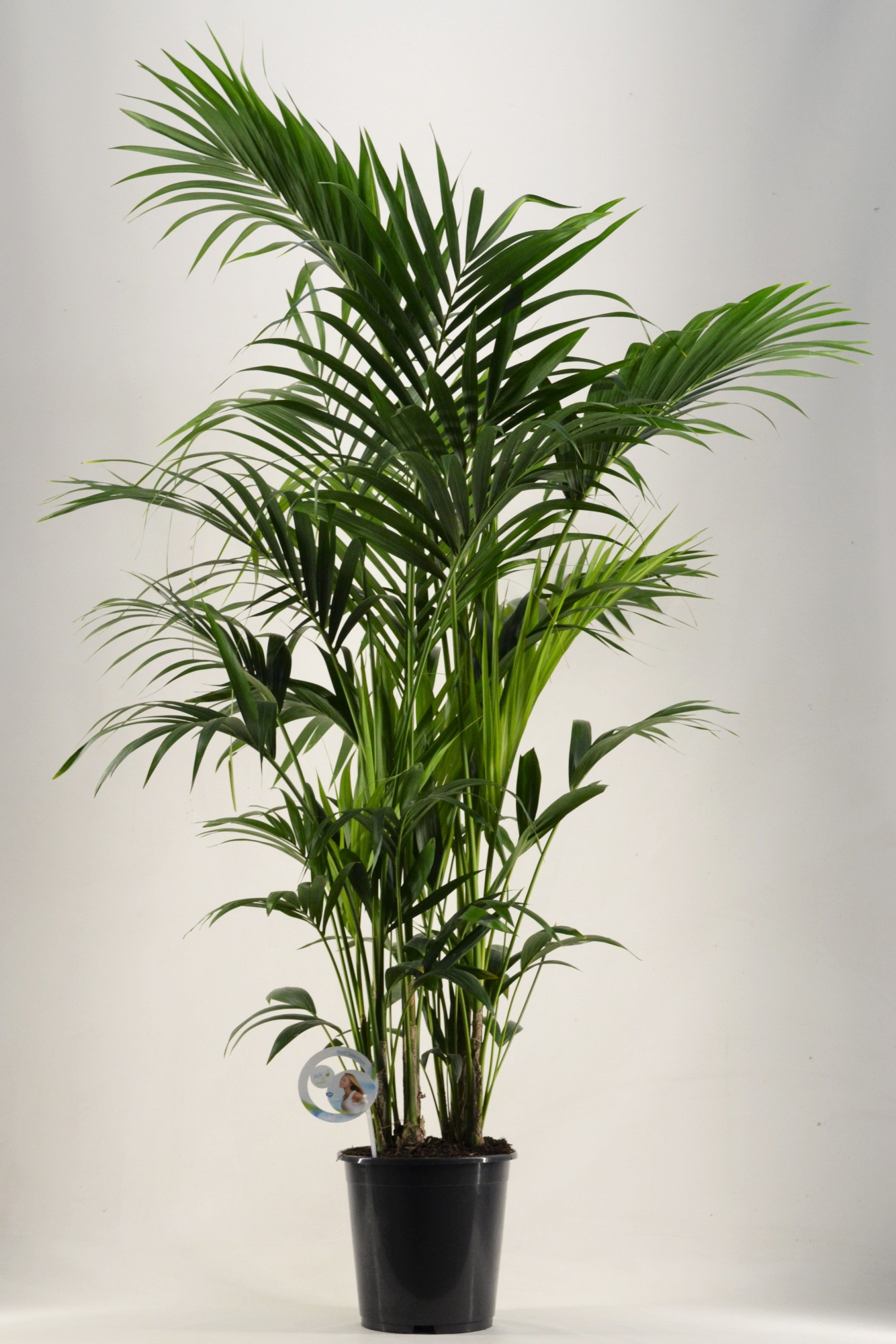 KENTIA - P27 H190 - 12PP (Howea forsteriana), D 27