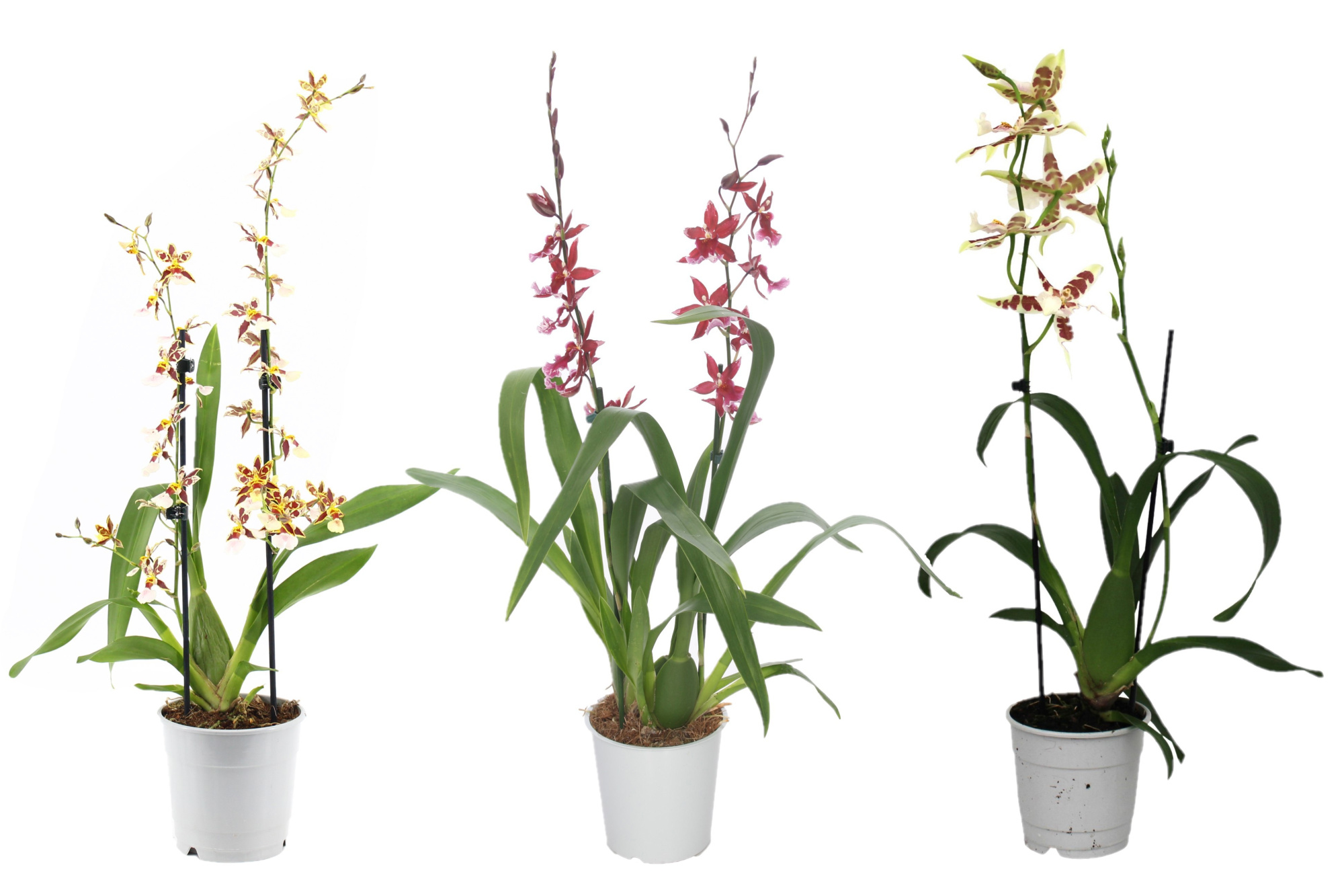 Cambria, Mix 2-spike 'Basic', D 12 cm