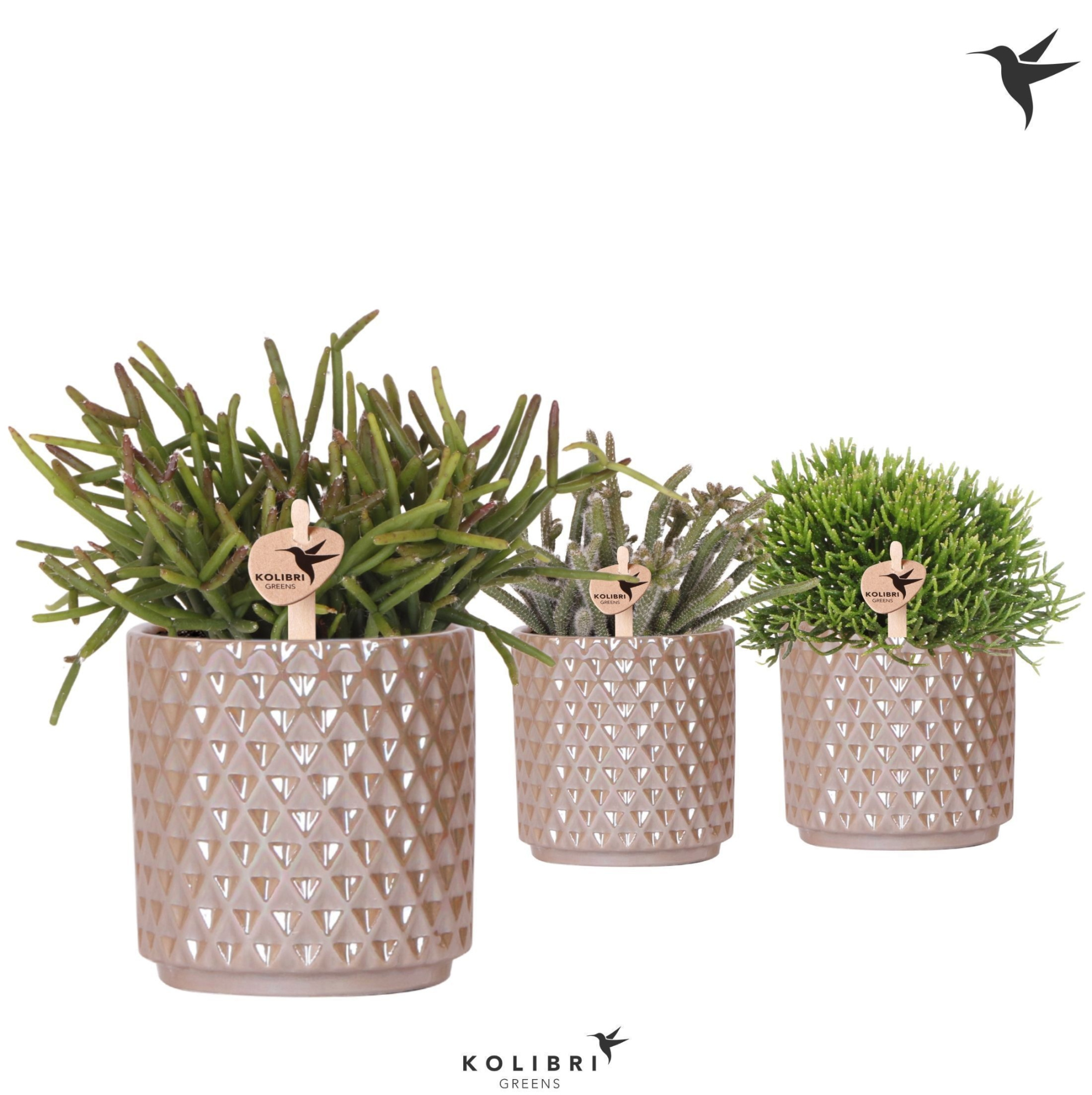 Kolibri Greens Rhipsalis mix in Diamond Pearl pot sand, D 9 cm