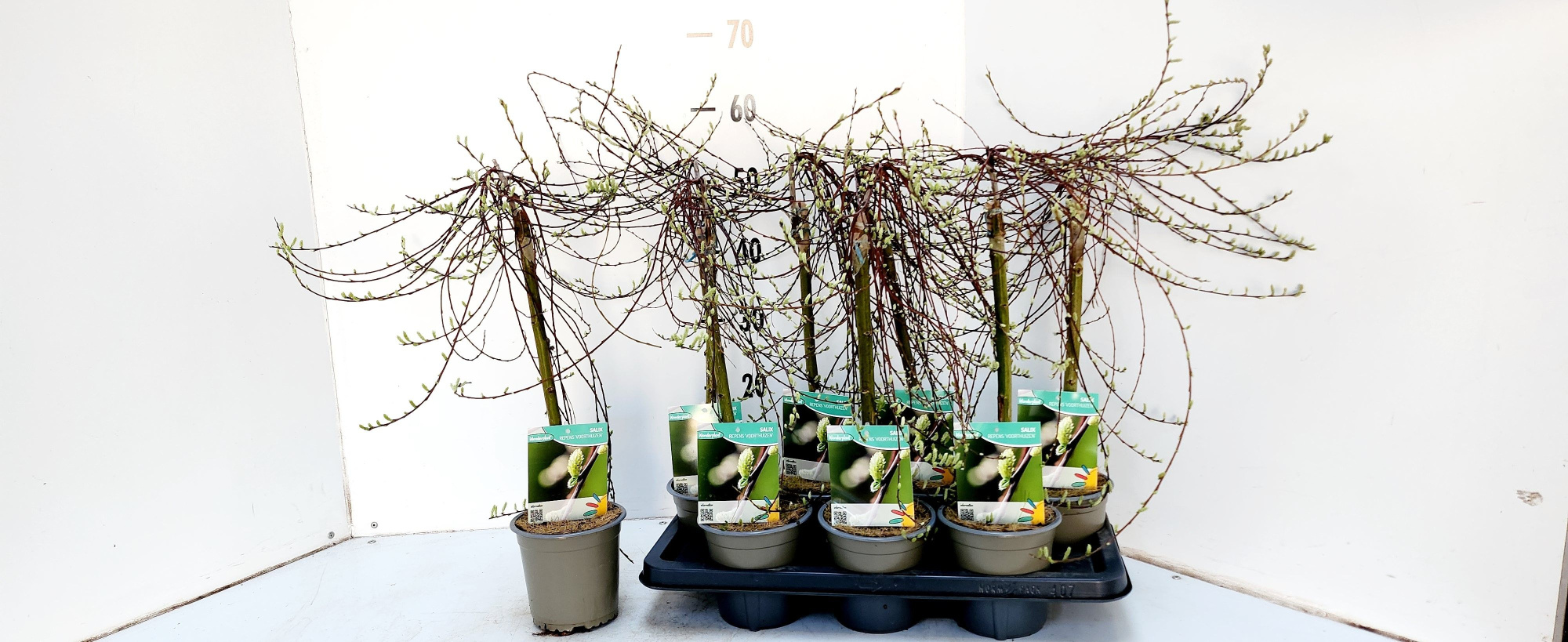 Salix repens Voorthuizen, D 14 cm