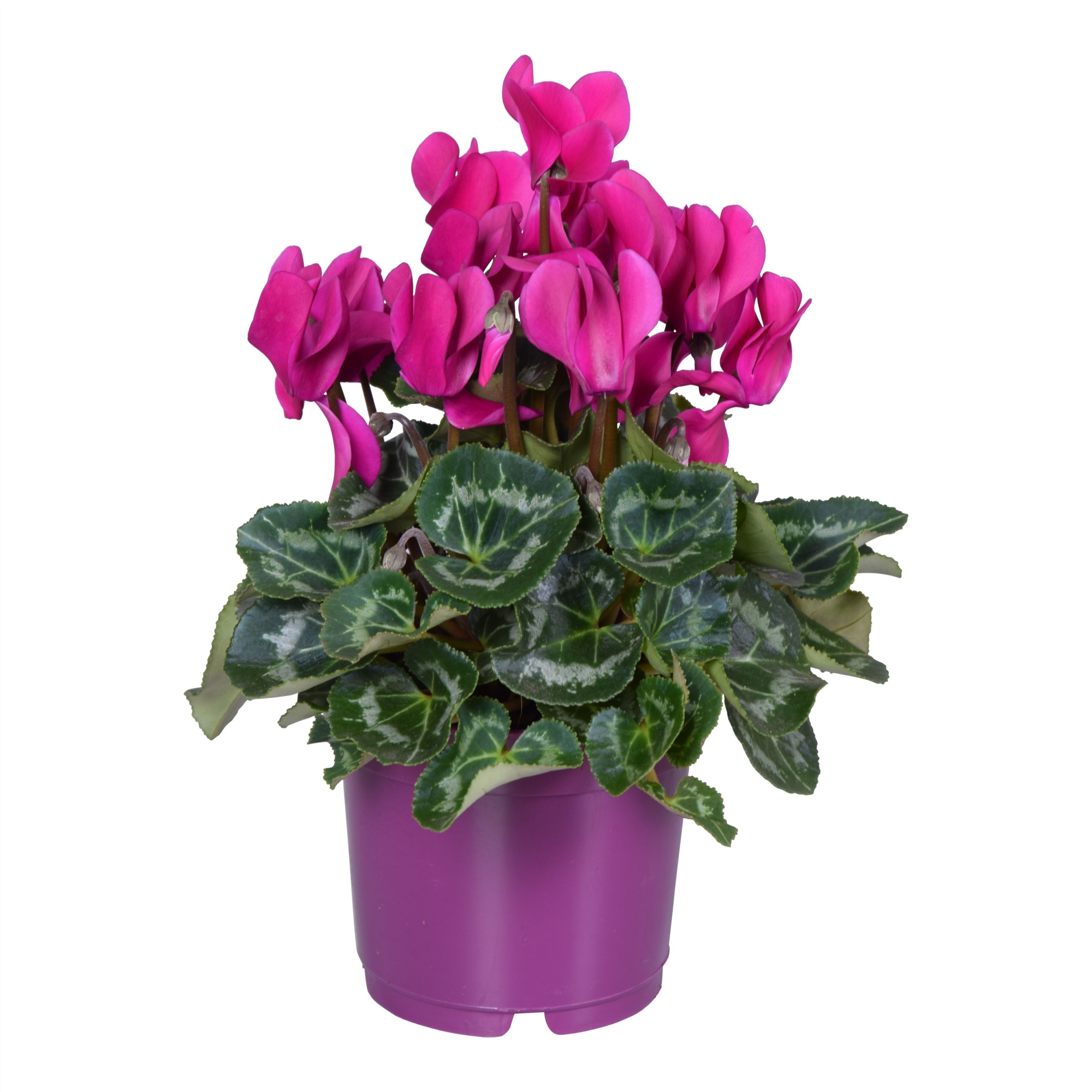 Cyclamen Super Serie Allure in Ton sur Ton kweekpot paars, D 12 cm