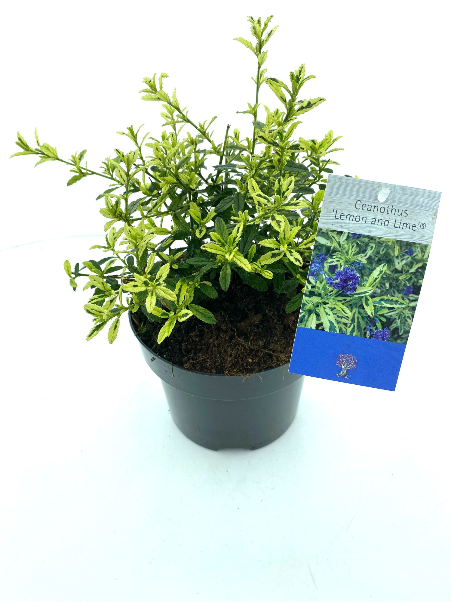 Ceanothus 'Lemon and Lime', D 17