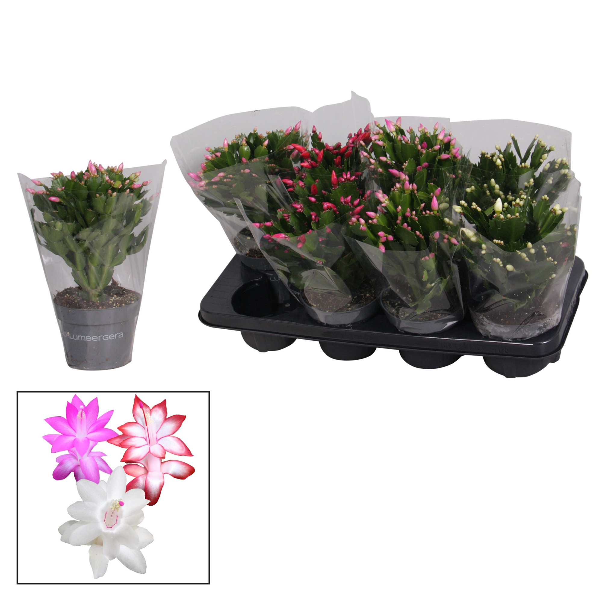 Schlumbergera - 13 cm - Mix in blanco hoes, D 13