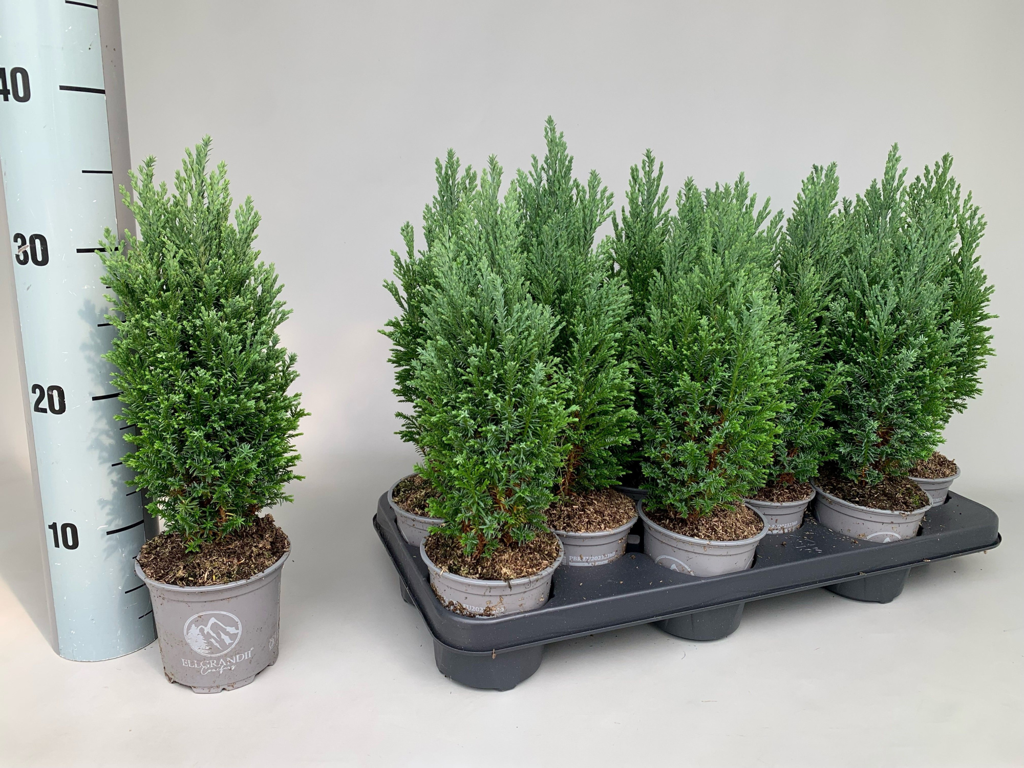 Chamaecyparis Lawsoniana Ellgrandii P11, D 11 cm