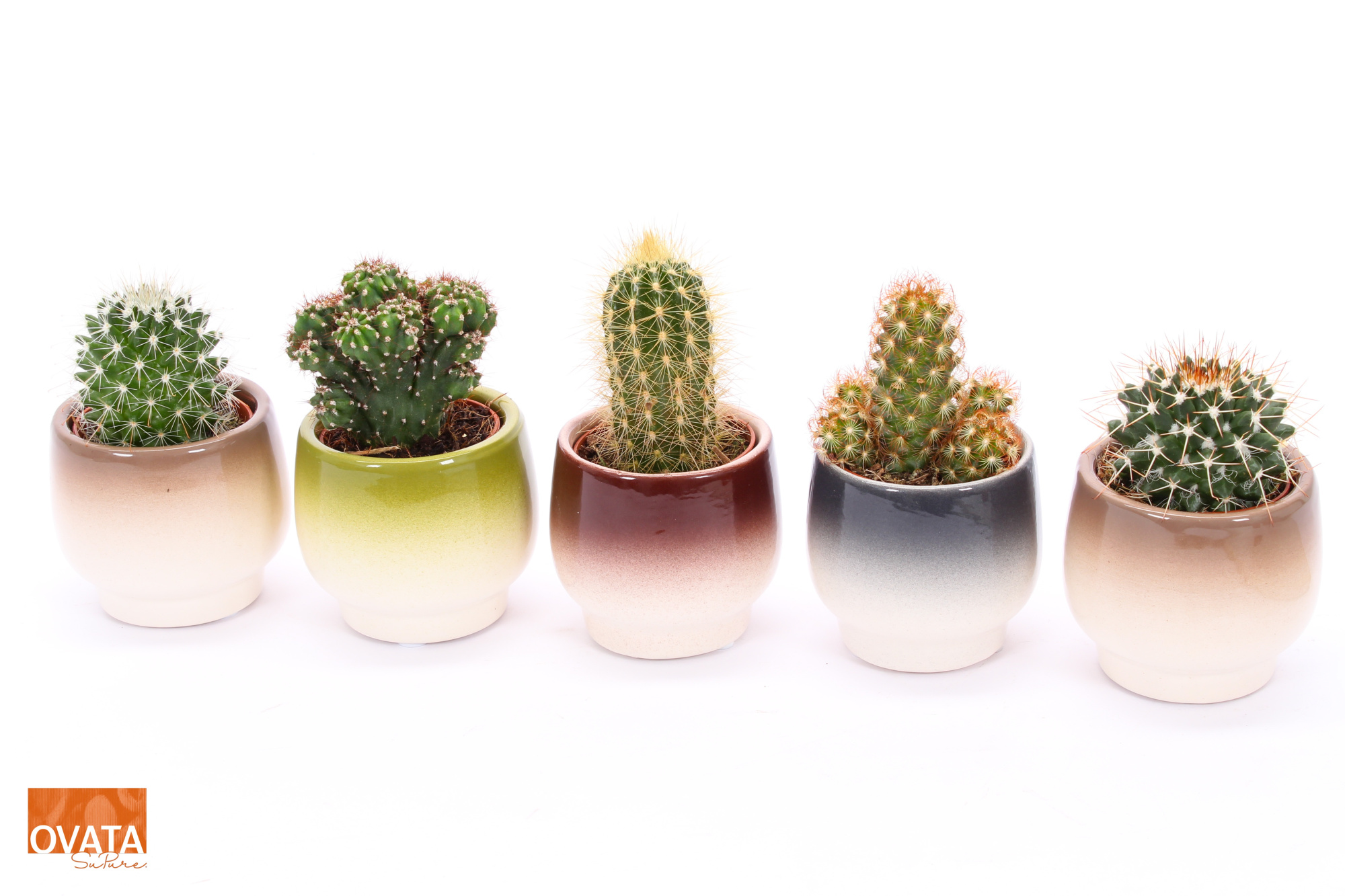 Cactus mix in Capri 7, D 7 cm