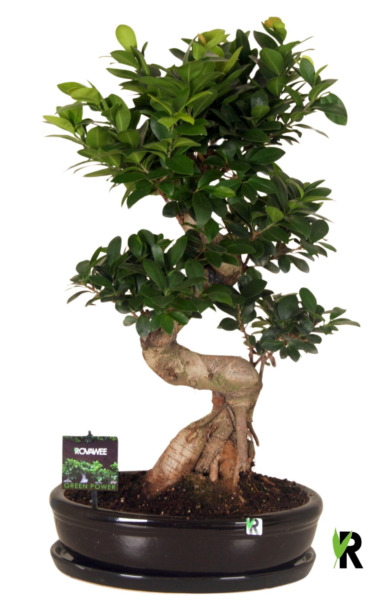 Ficus micr. S-type in keram. ovale schaal met schotel zwart, D 35 cm