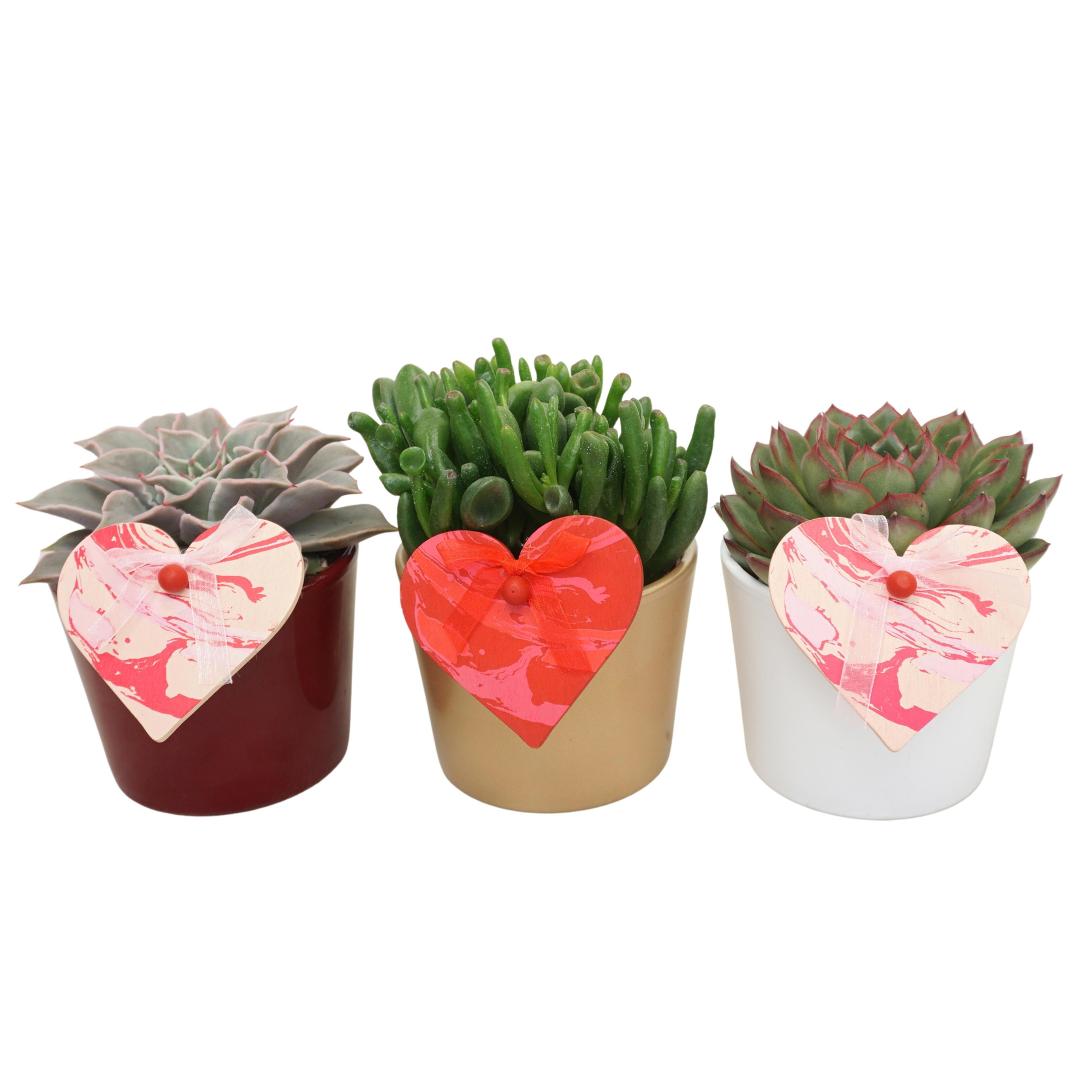 Succulent mix in 12 cm 'Lina pot' (3 assorti) met Hart, D 10,5