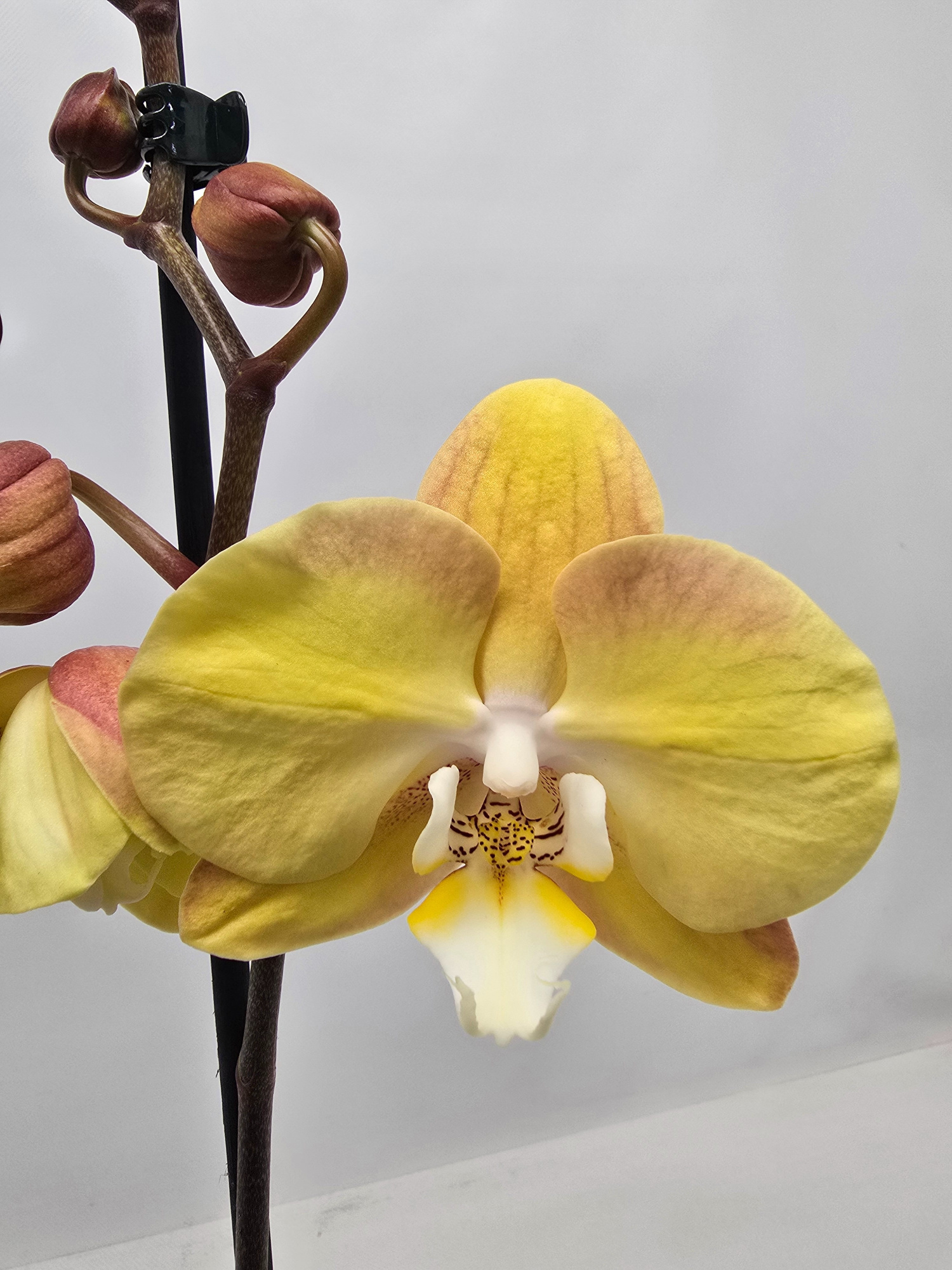 Limited 31 week 5, D 12