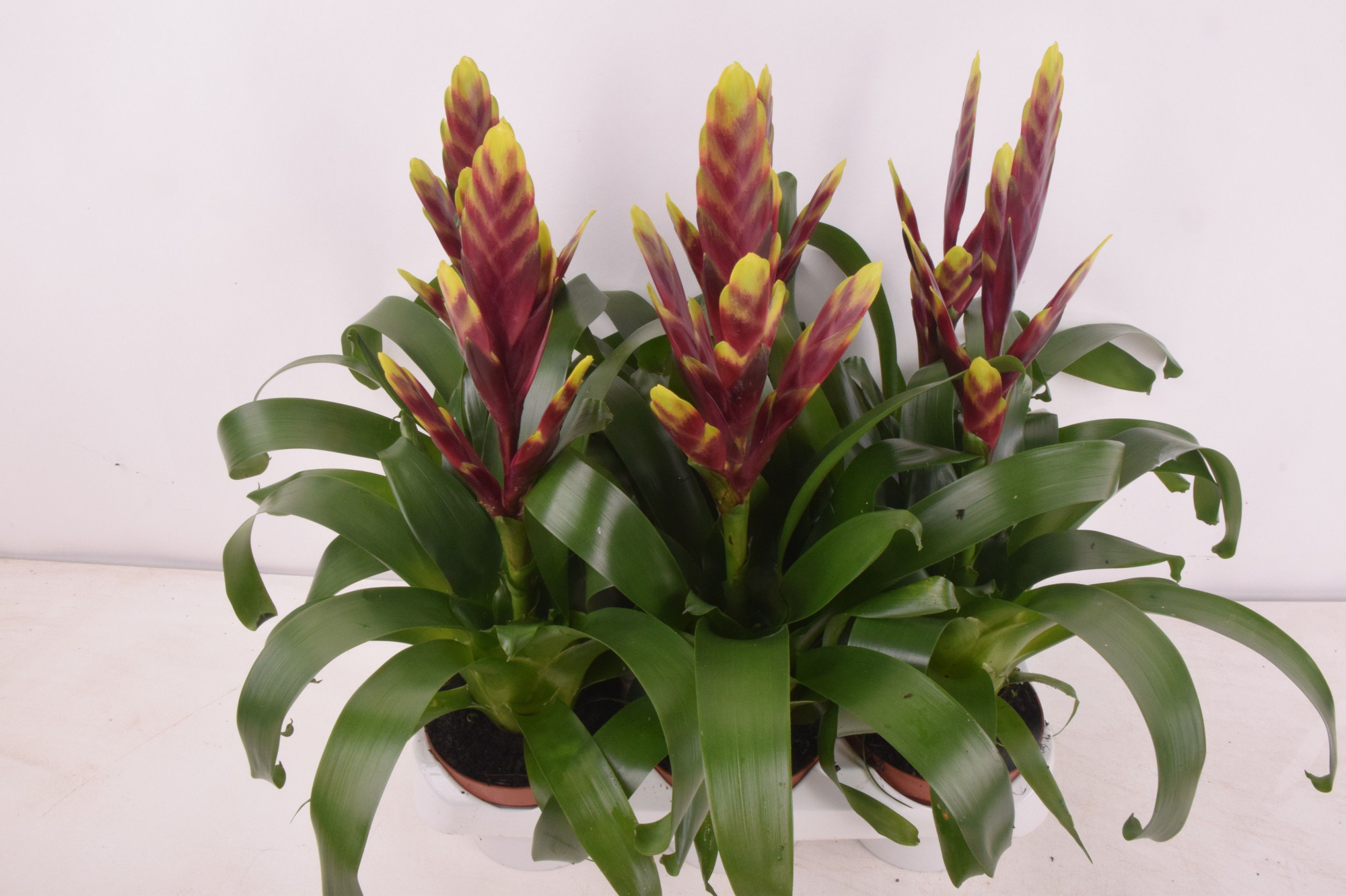 TO : P9 Vriesea Vogue, D 9