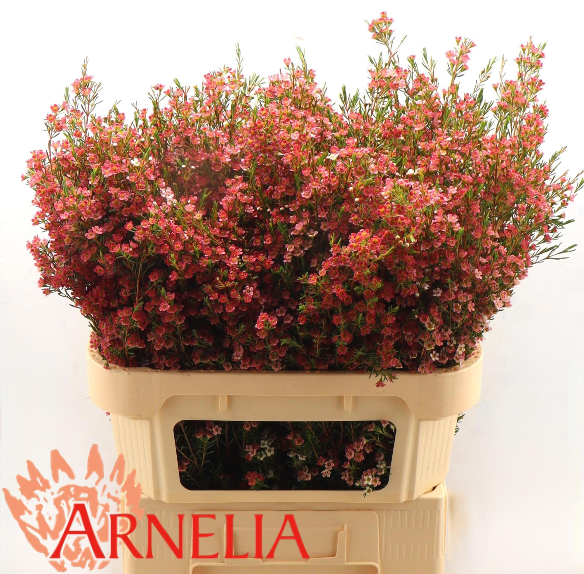 Шамелациум Май Свит Сикстин 80, шт.