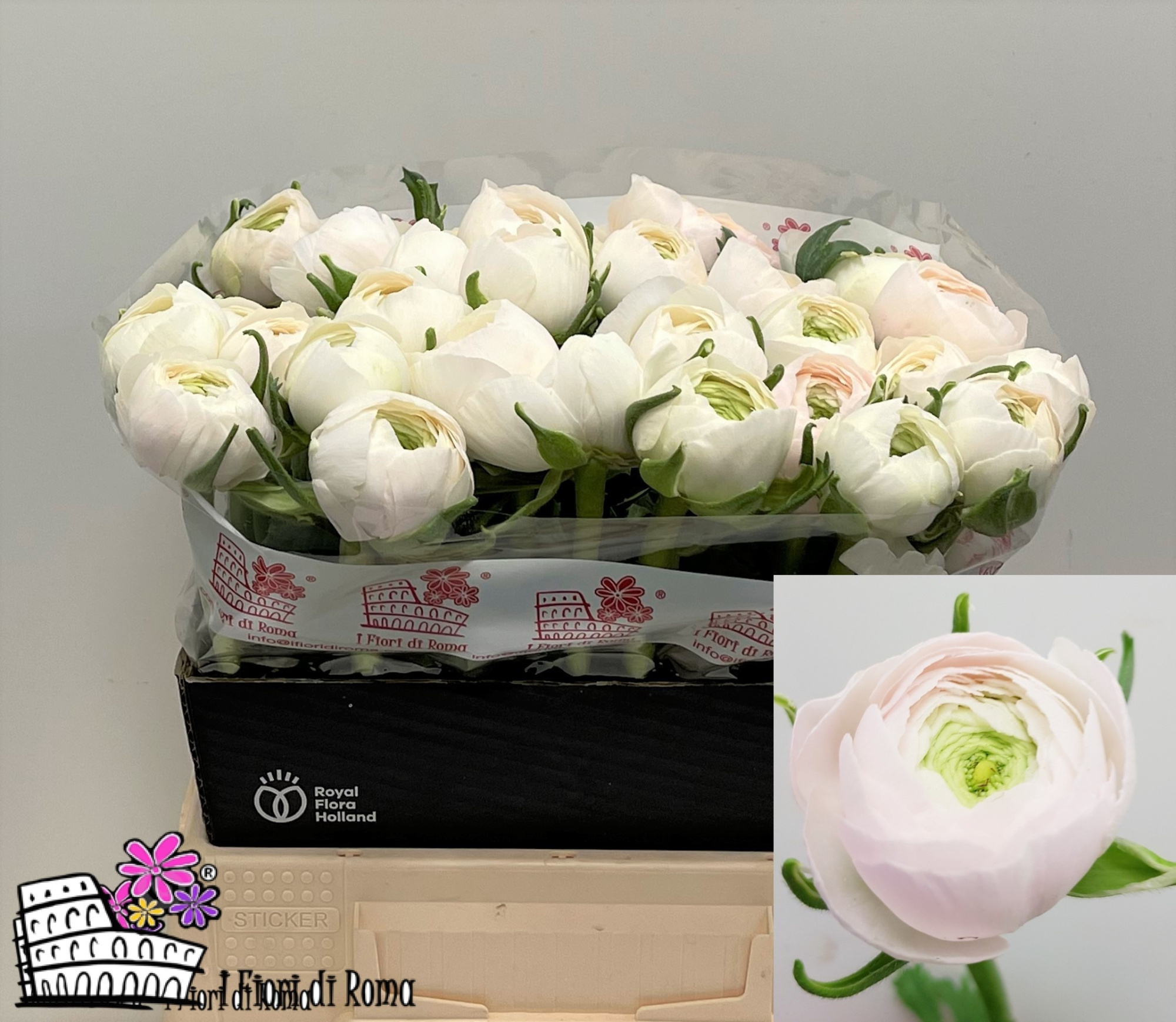 Ранункулус Саксесс Ханой 40, шт.