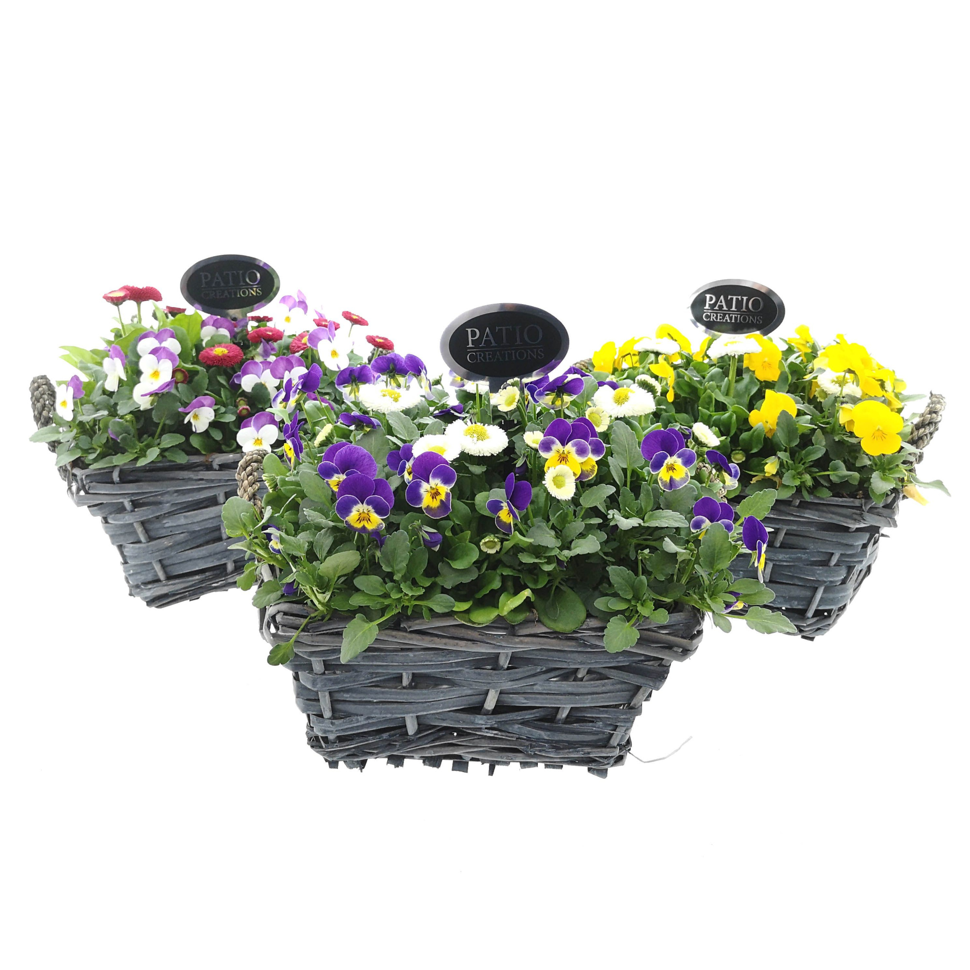 VB113-9006 Viola/Bellis vierkant wilg, D 25