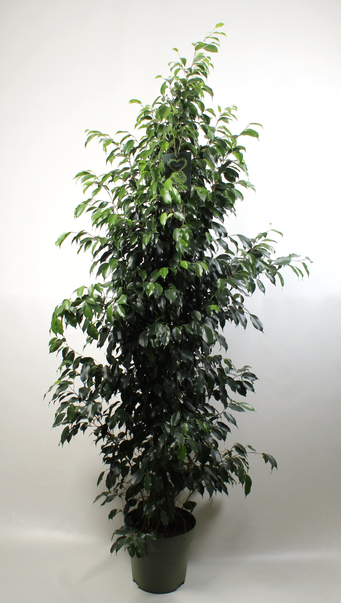 FICUS benjamina Danielle, D 27 cm