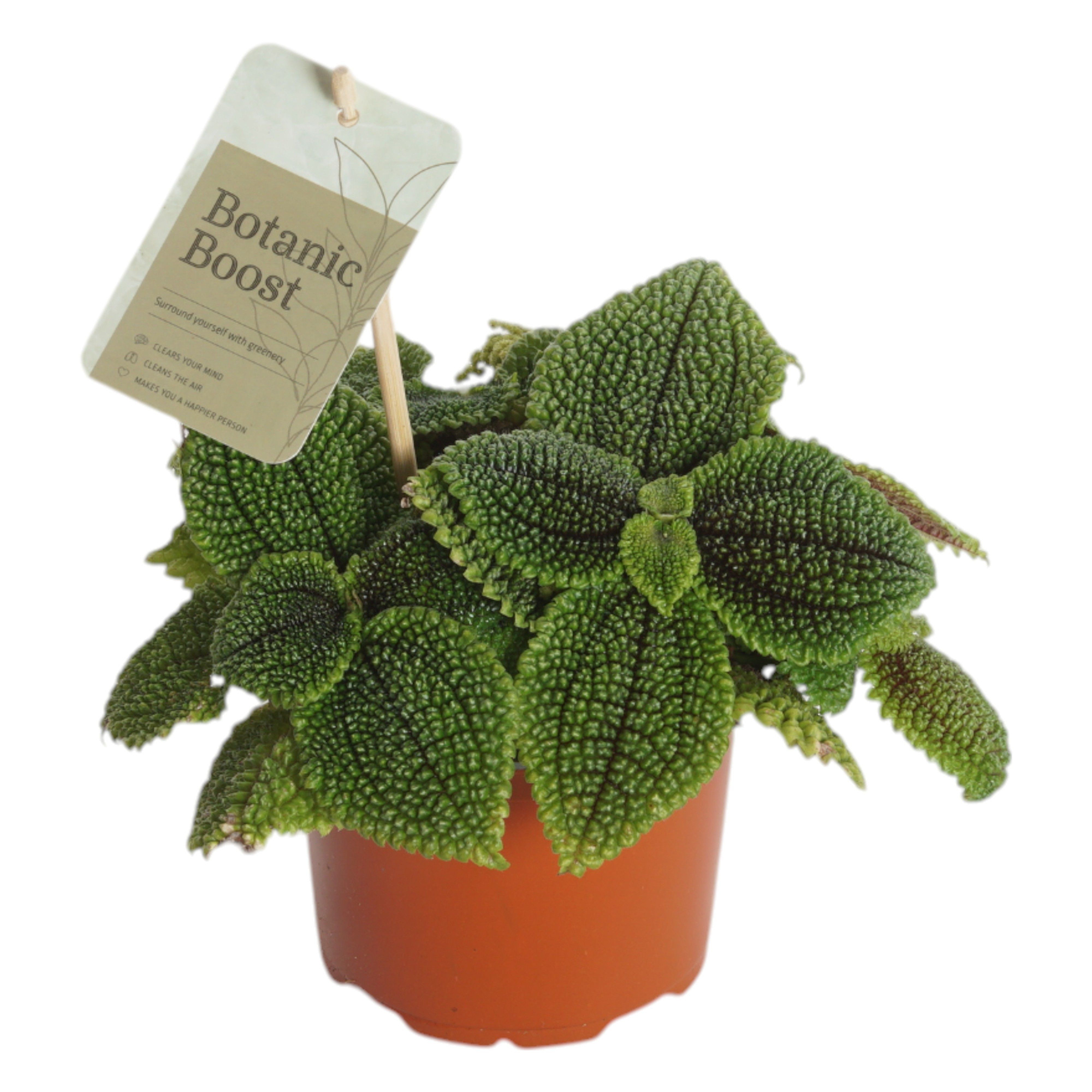 P12 Pilea Moonvalley, D 12 cm