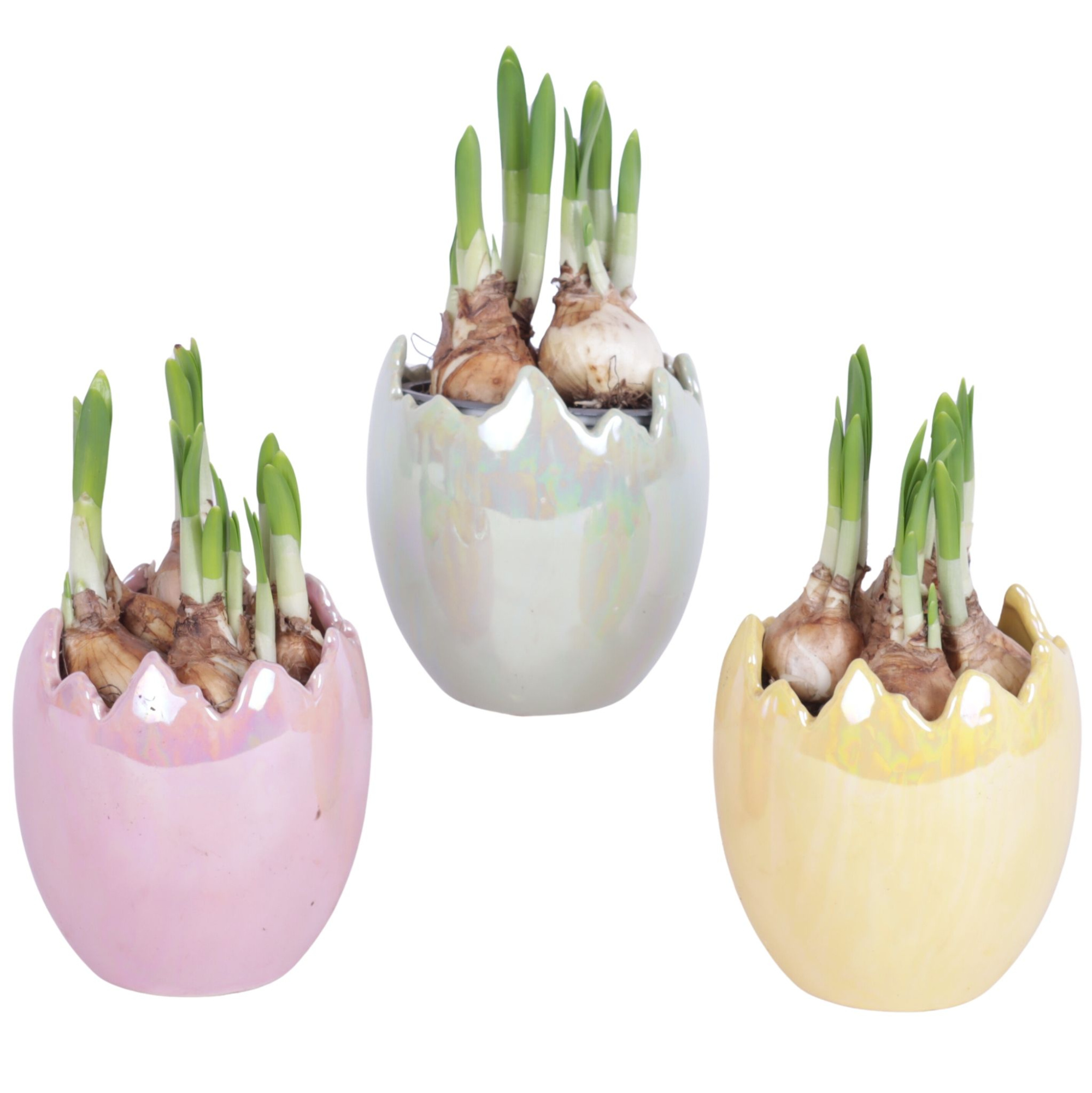 Easter Arr. Narcis Ceramic Egg Pearl Glazed Ø11cm 1PP, D 11