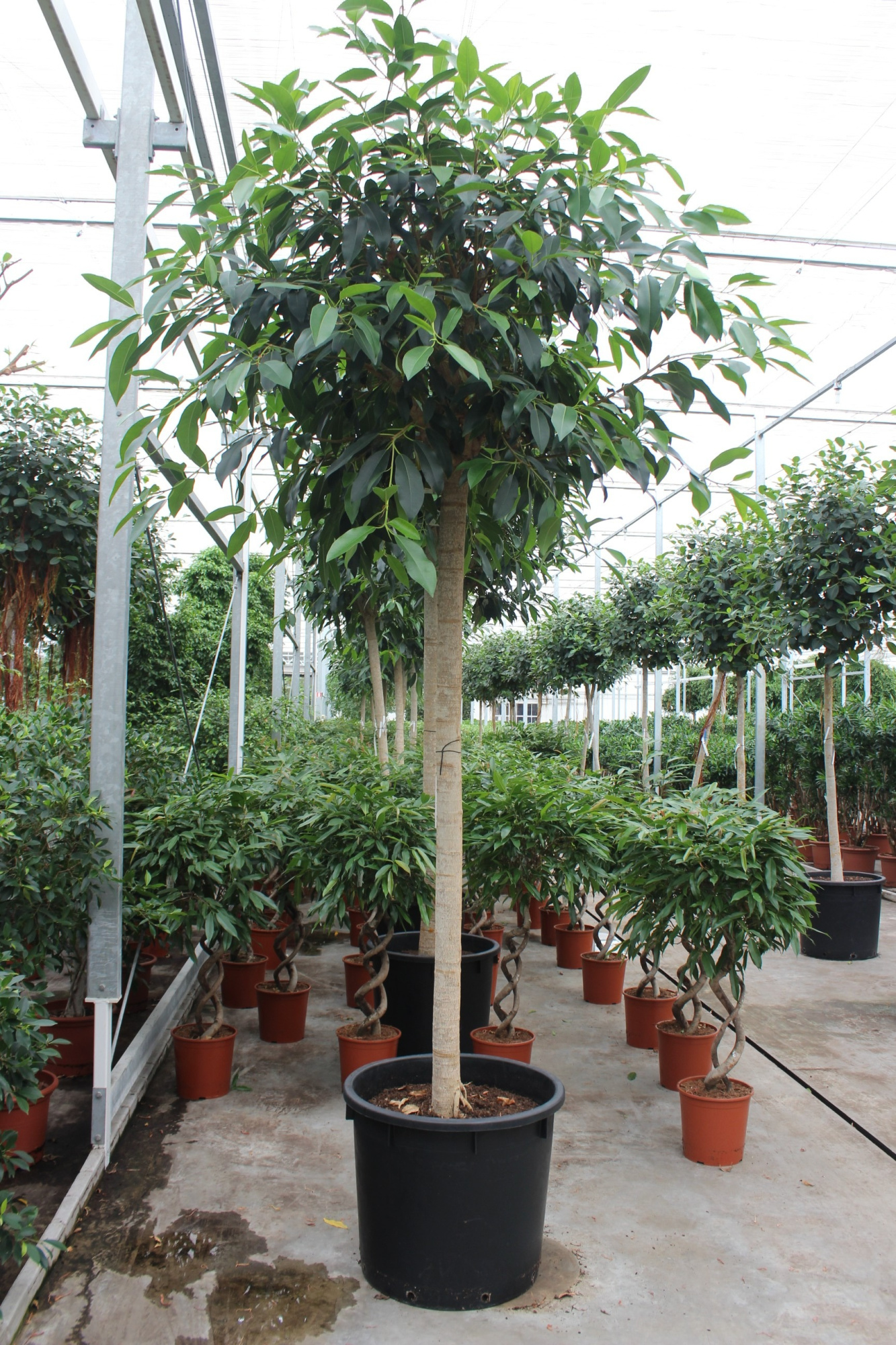 Ficus bellingeri, D 70 cm