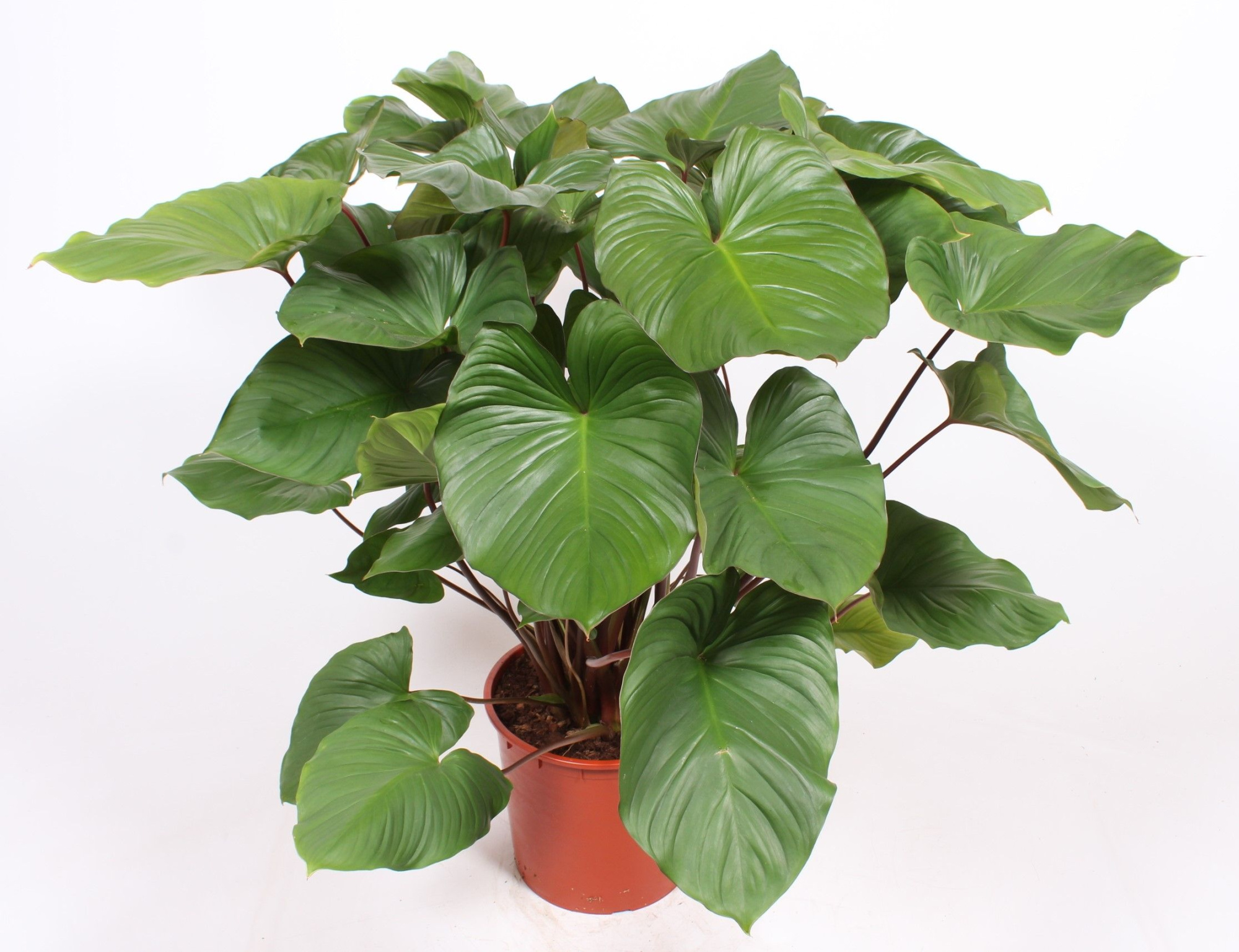 Homalomena rubescens Maggy, D 34 cm