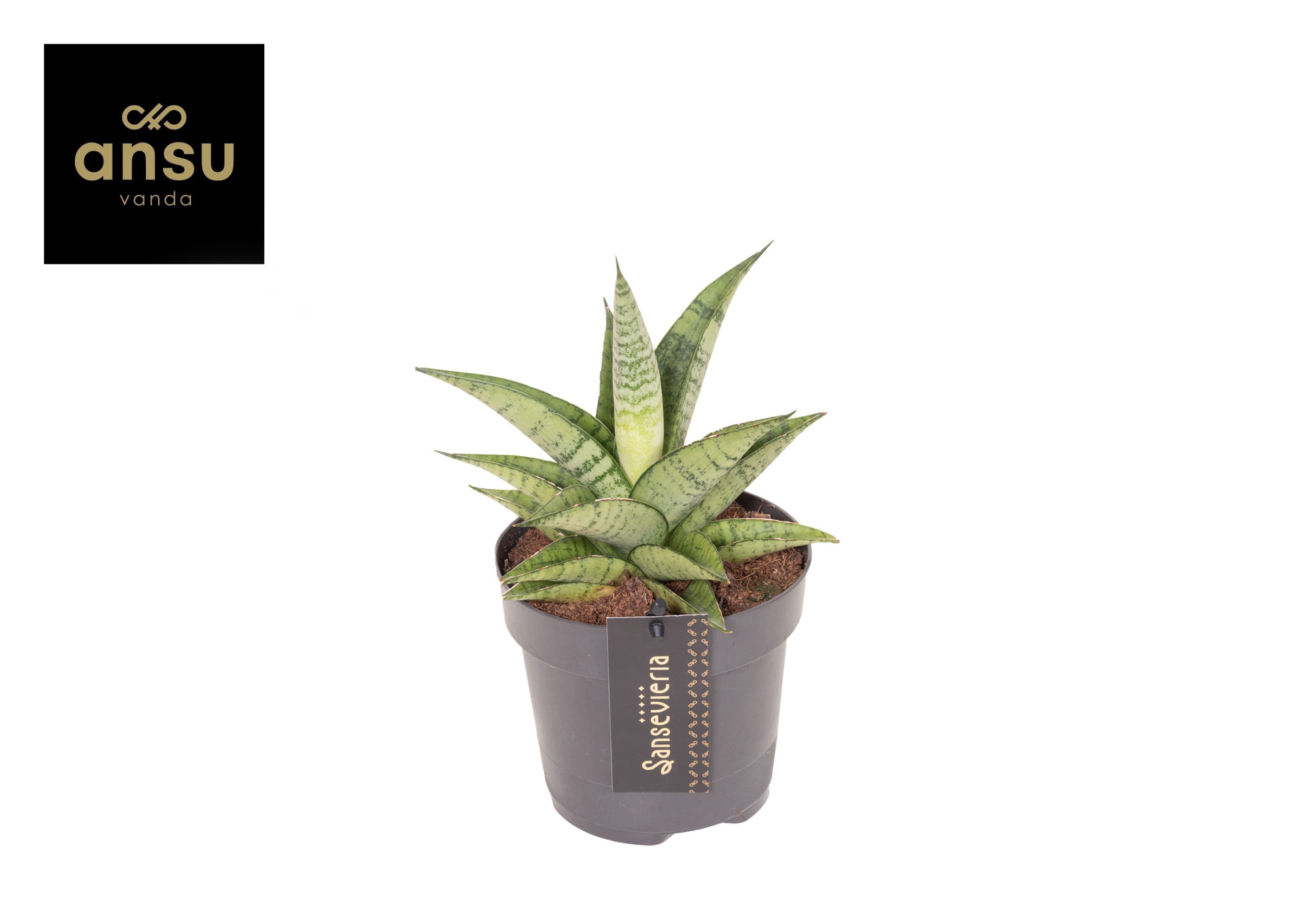 Sansevieria Star Mini Marble No. 2, D 12 cm