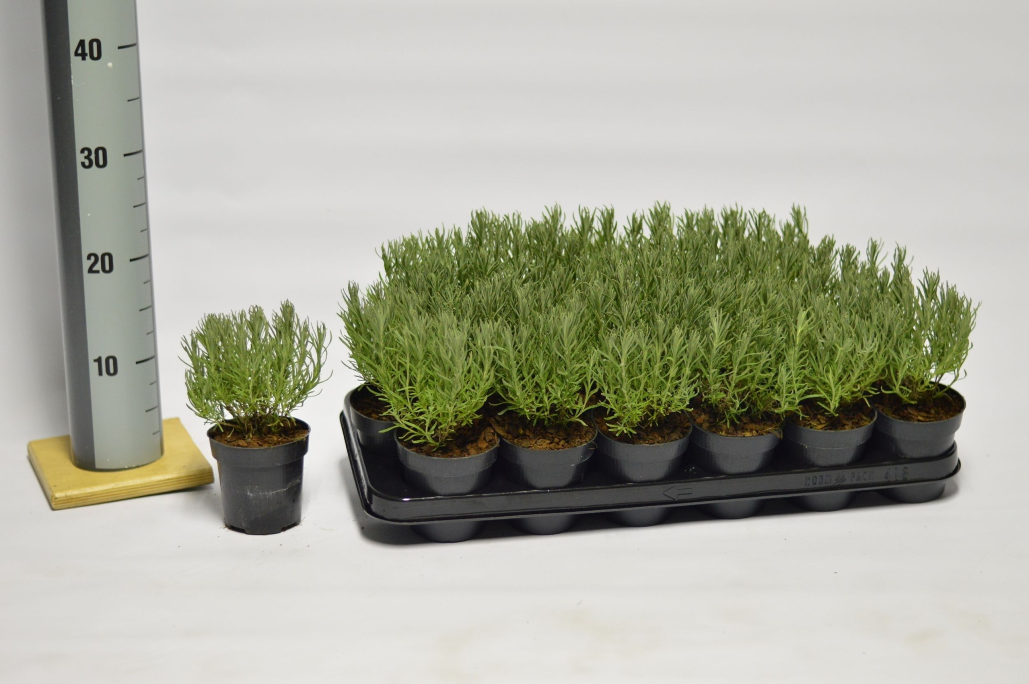 Lavandula st. Victory, D 9 cm