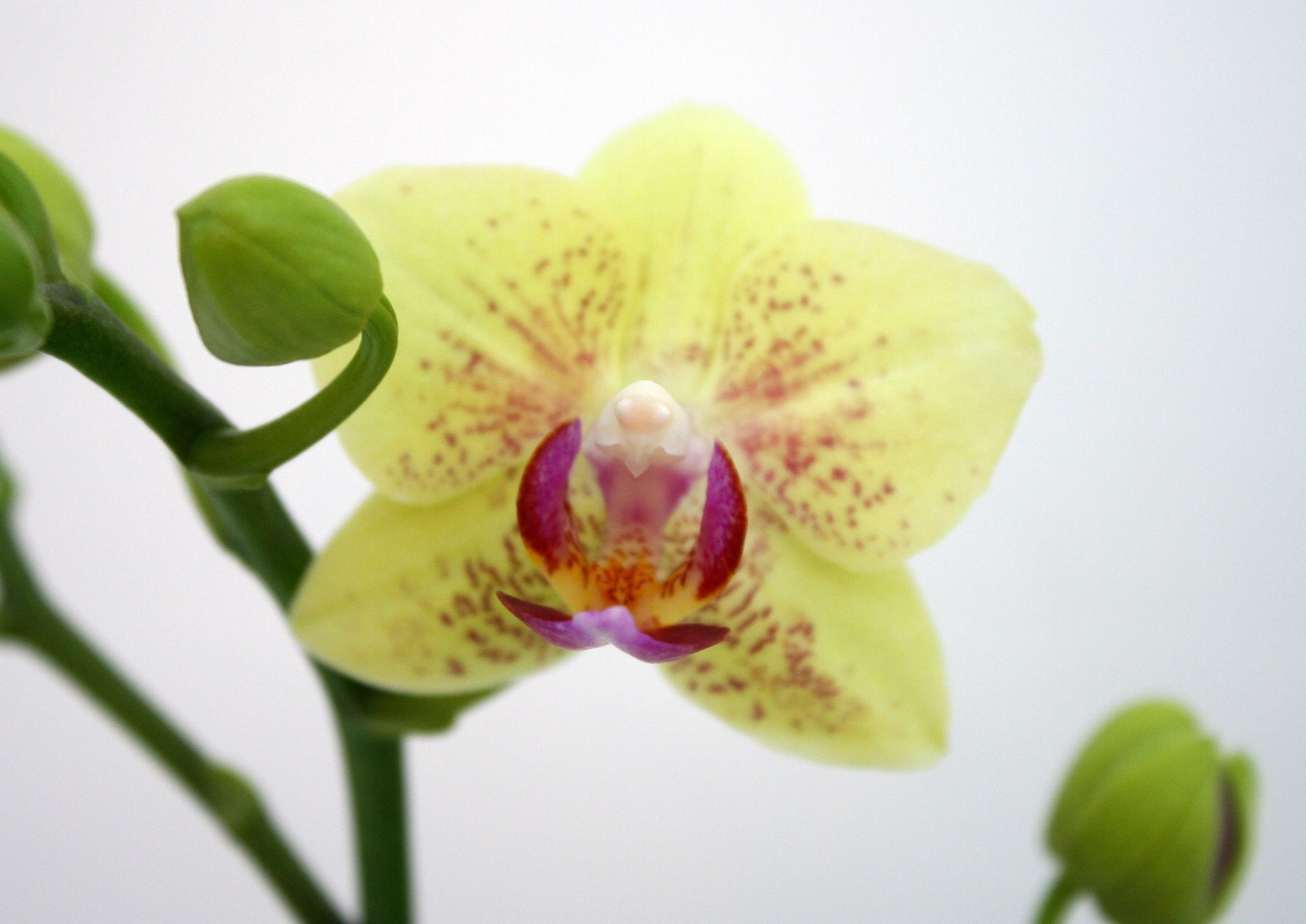 Phal. 3 tak 'Sunny' 9 cm 'Table Dance', D 9