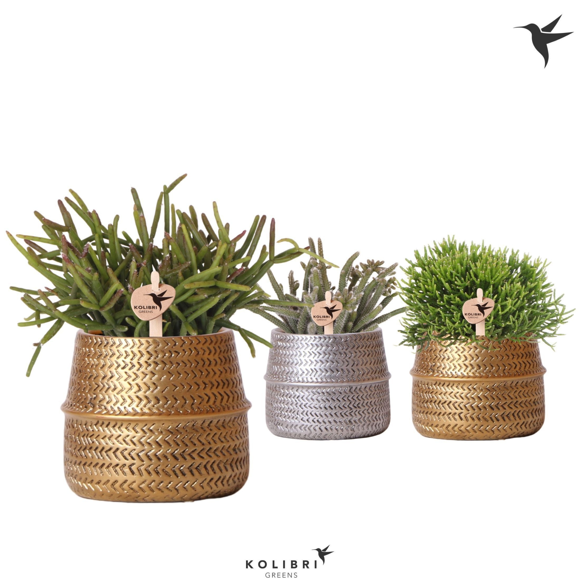 Kolibri Greens Rhipsalis mix in Groove pot mix, D 9 cm