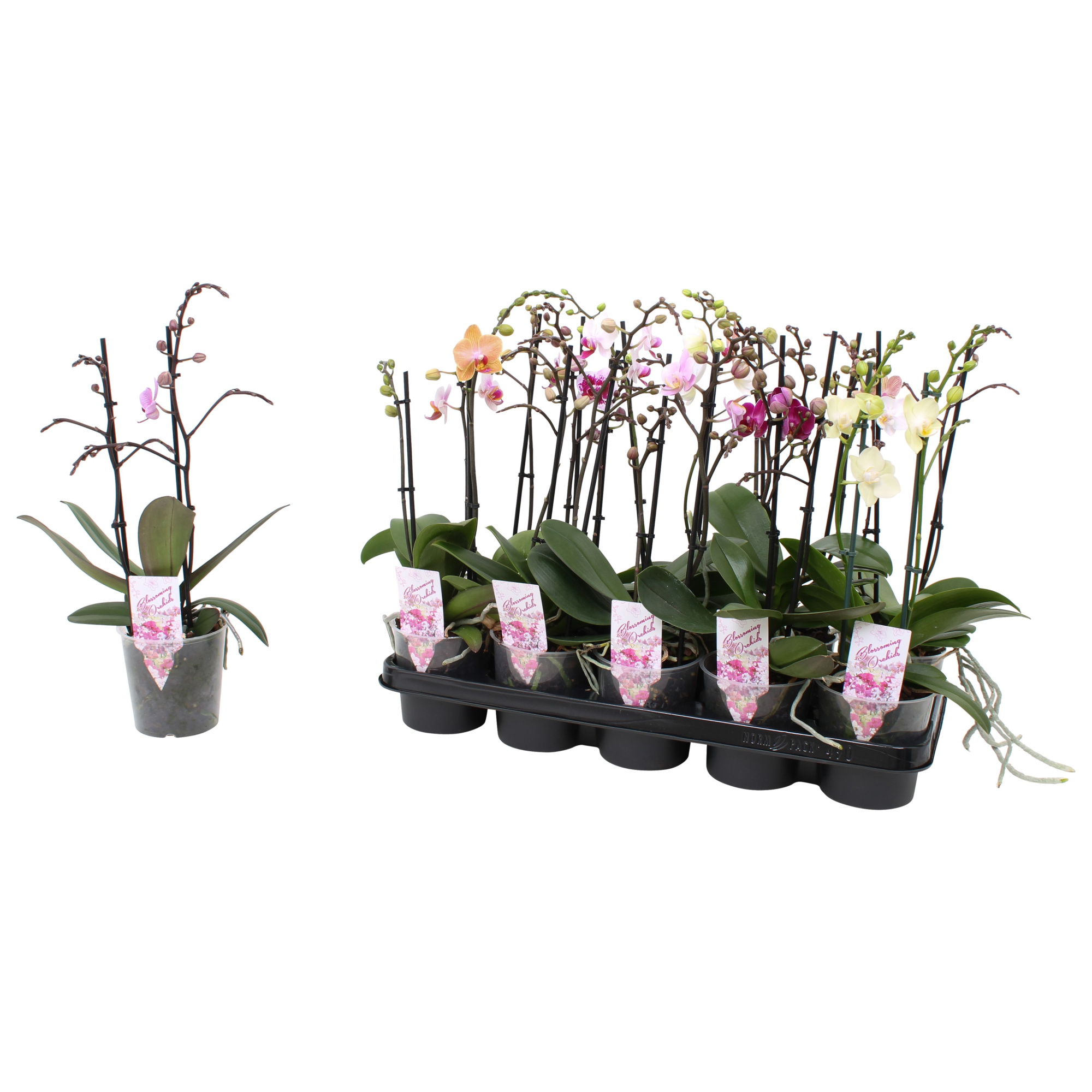 Phal. Multiflora 2-tak mix "Colourfull" 22+ 5 kleuren, D 12 cm