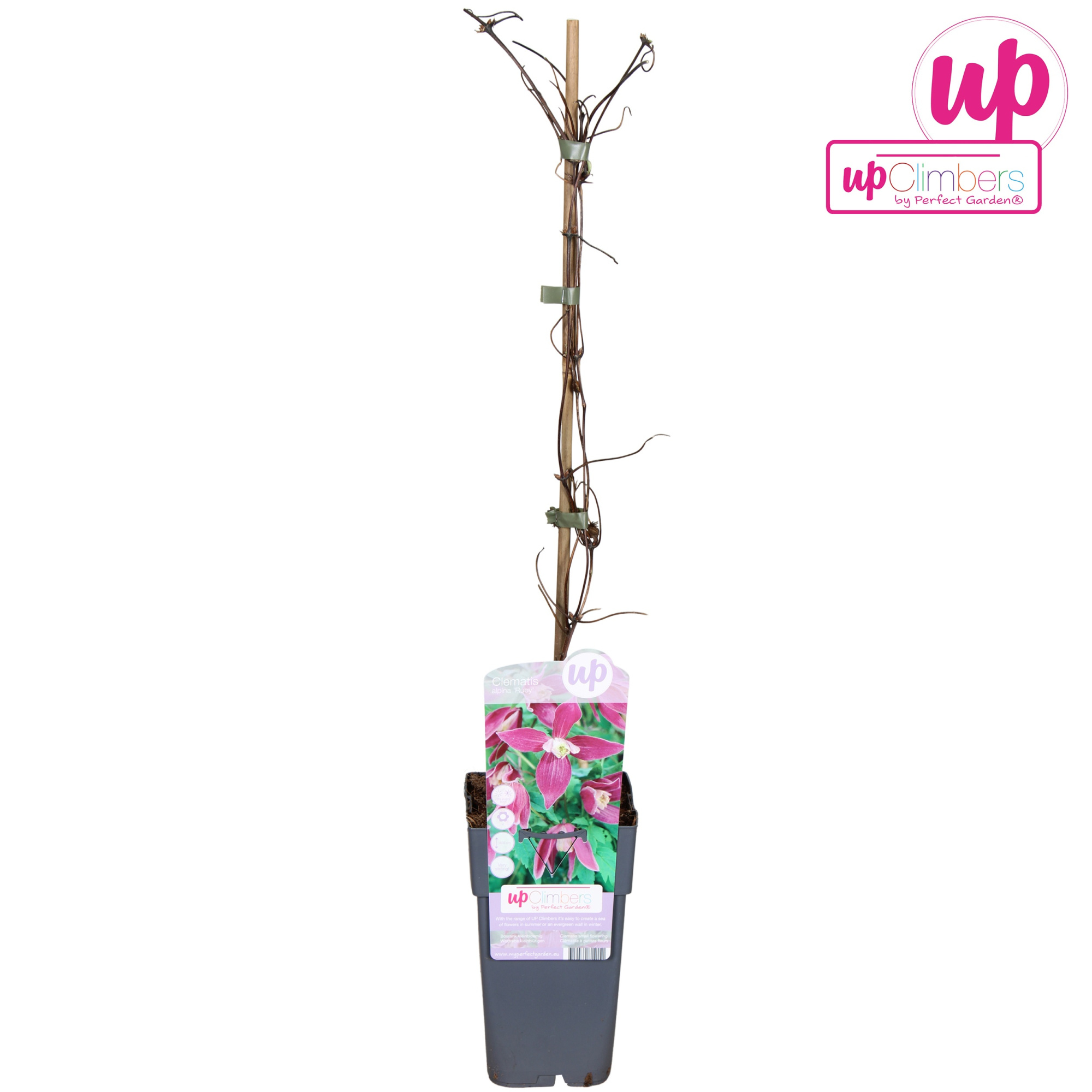 Clematis Alpina Ruby P15, D 15