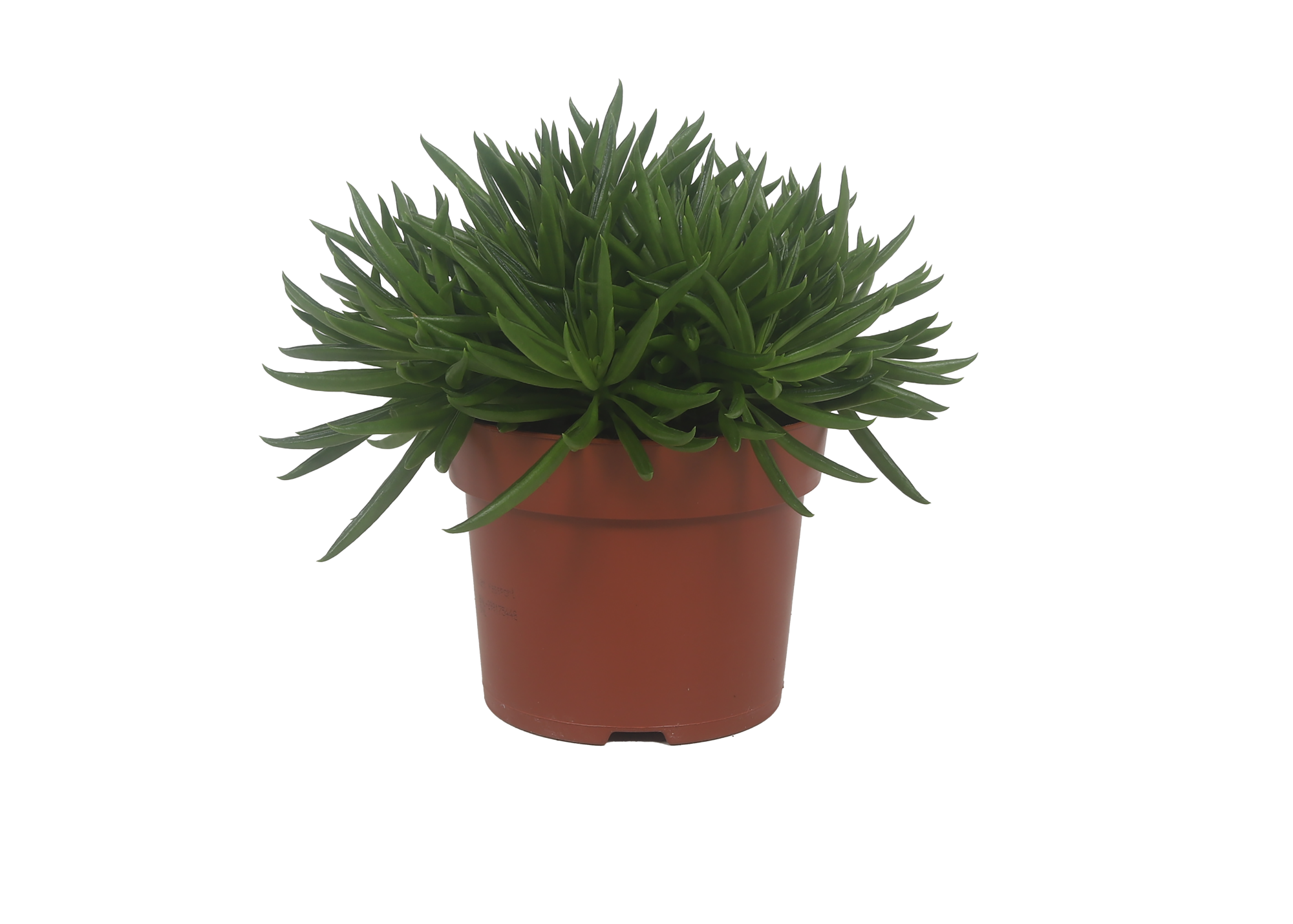 Peperomia Nevada, D 12 cm