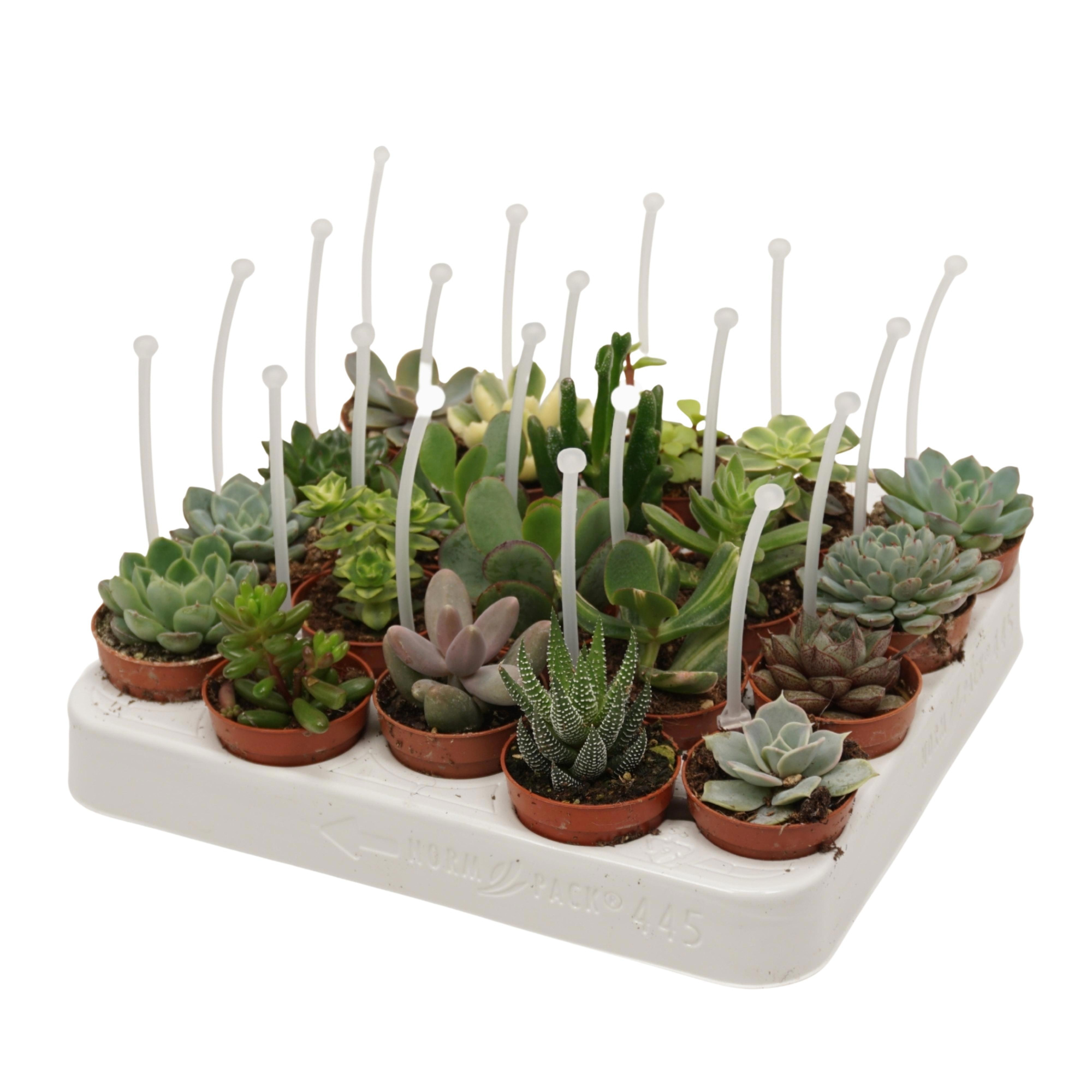 Succulenten mix 5,5 cm met picker, D 5,5