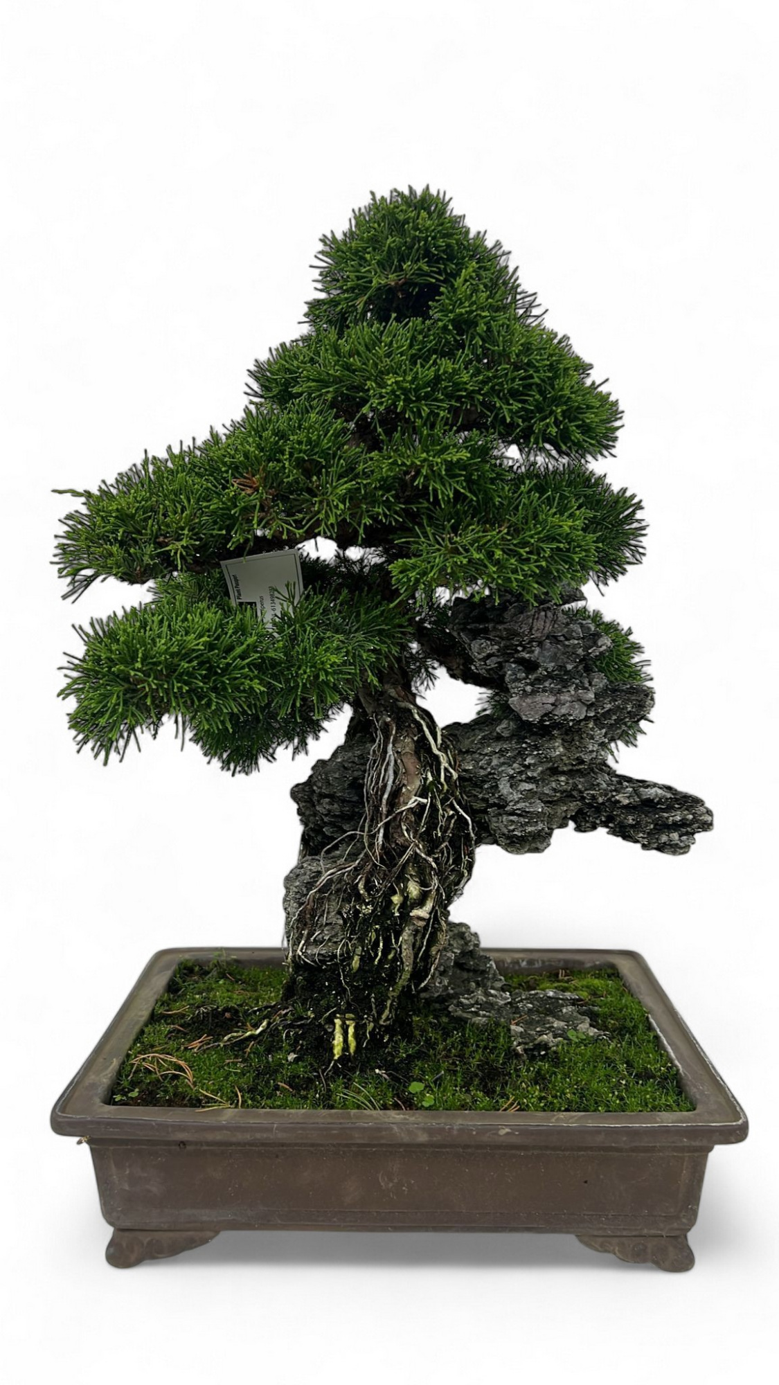 Juniperus chinensis over rock, 33 cm., height 50cm. (single item), D 33