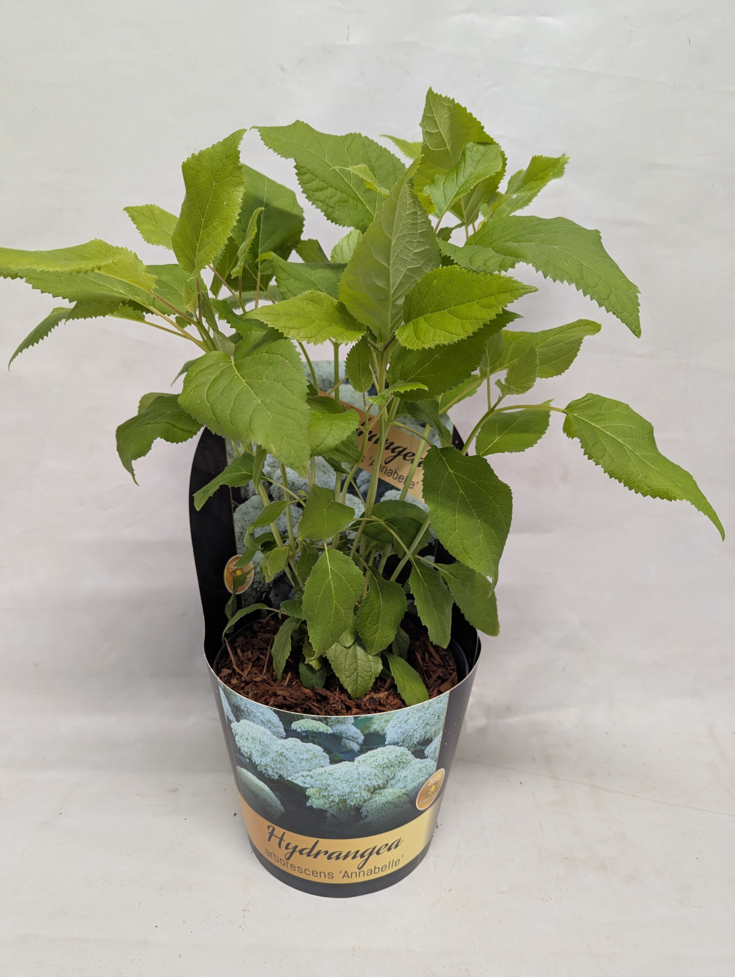 Hydrangea arborescens 'Annabelle' Potcover, D 17 cm