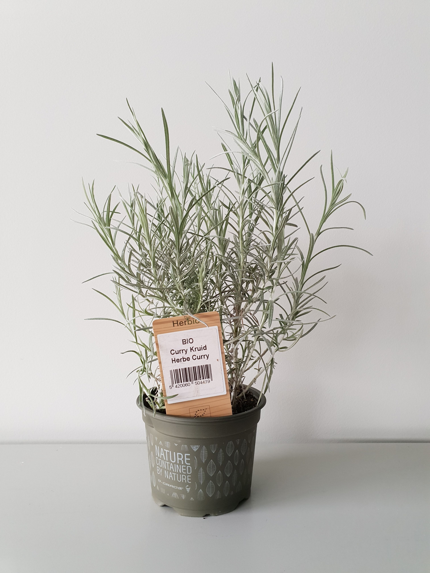 Curry kruid P12 HERBIO steker, D 12 cm