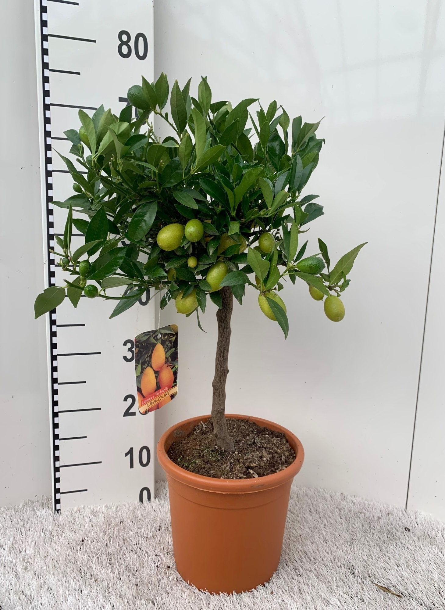Citrus floridana Limon stem, D 21 cm
